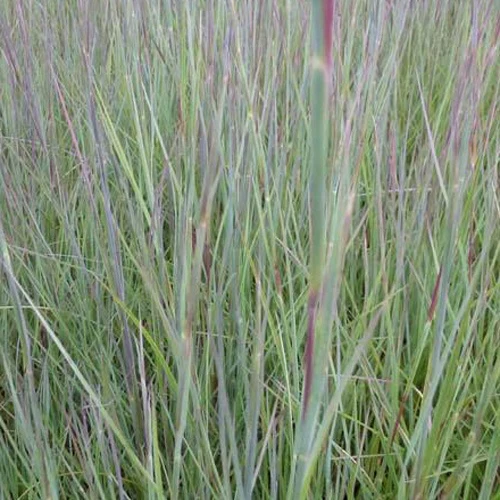 Präriegras ‘Prairie Blues’