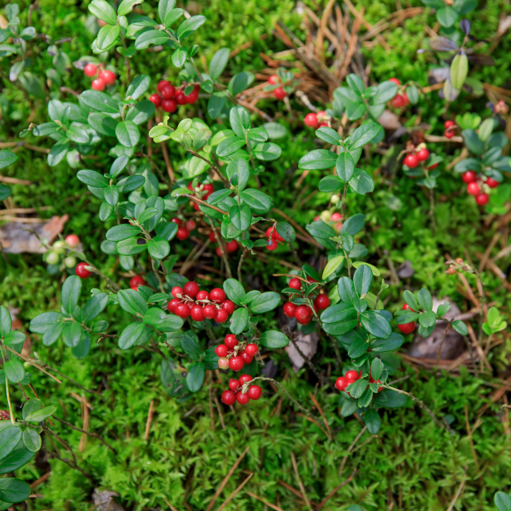 Preiselbeere Miss Cherry ® - Image 3