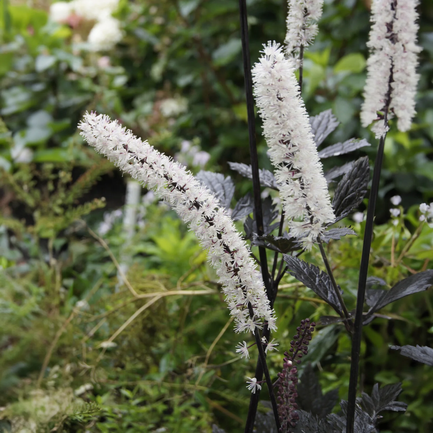Purpur-Silberkerze ‘Atropurpurea’