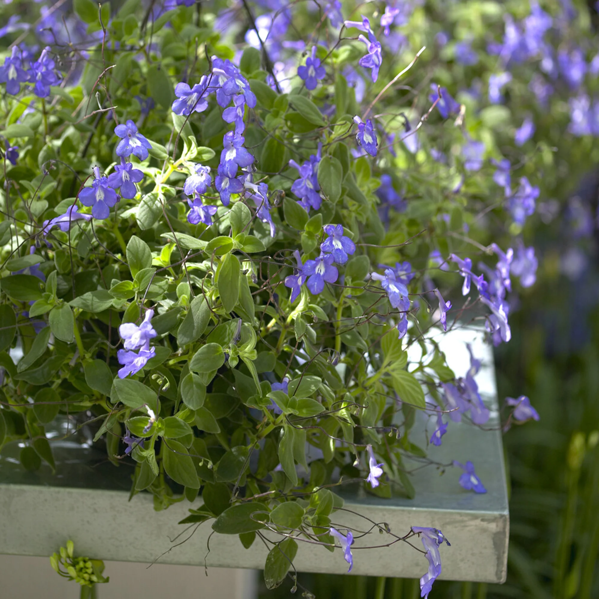 Purpur-Streptocarpus - Image 3