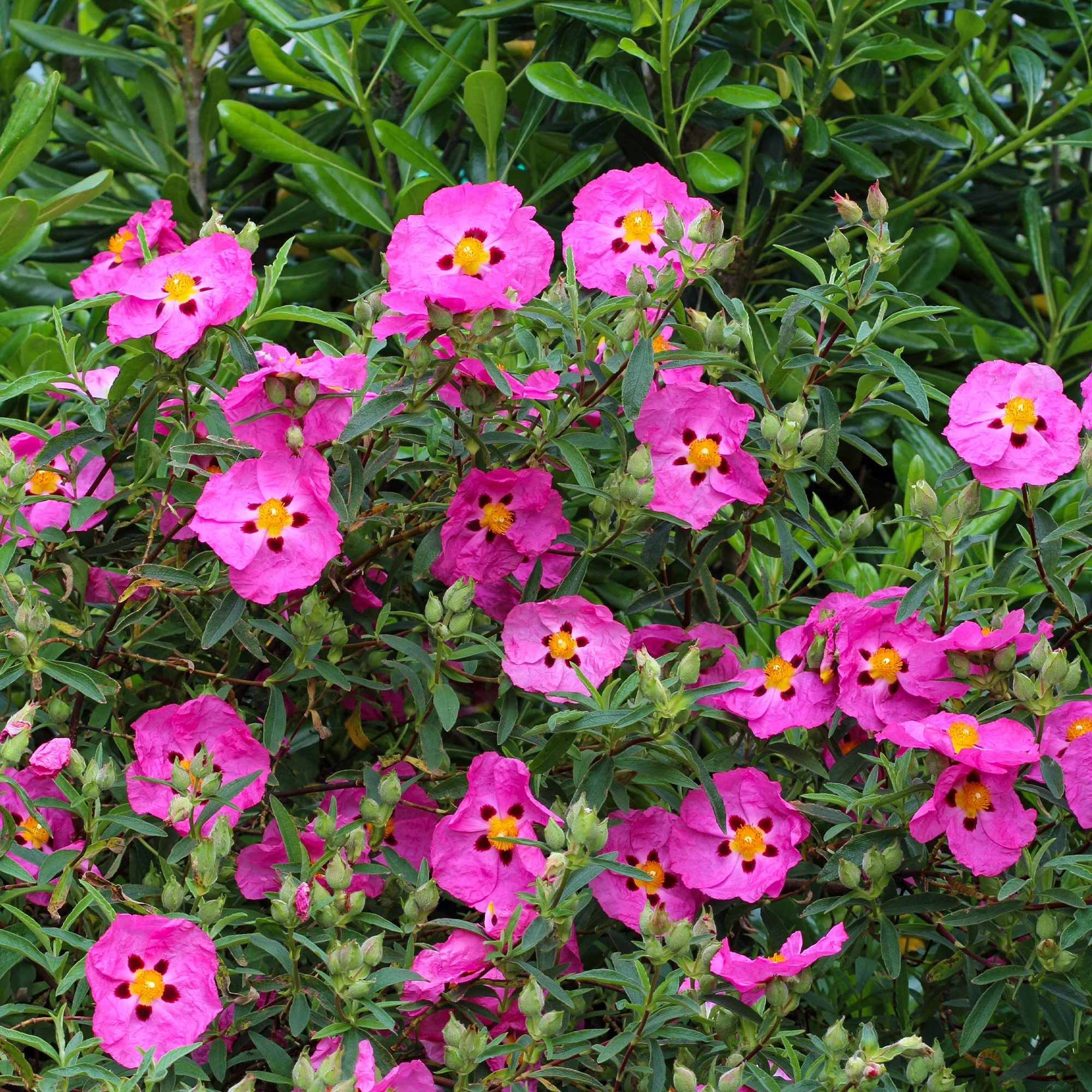Purpur-Zistrose - Image 3