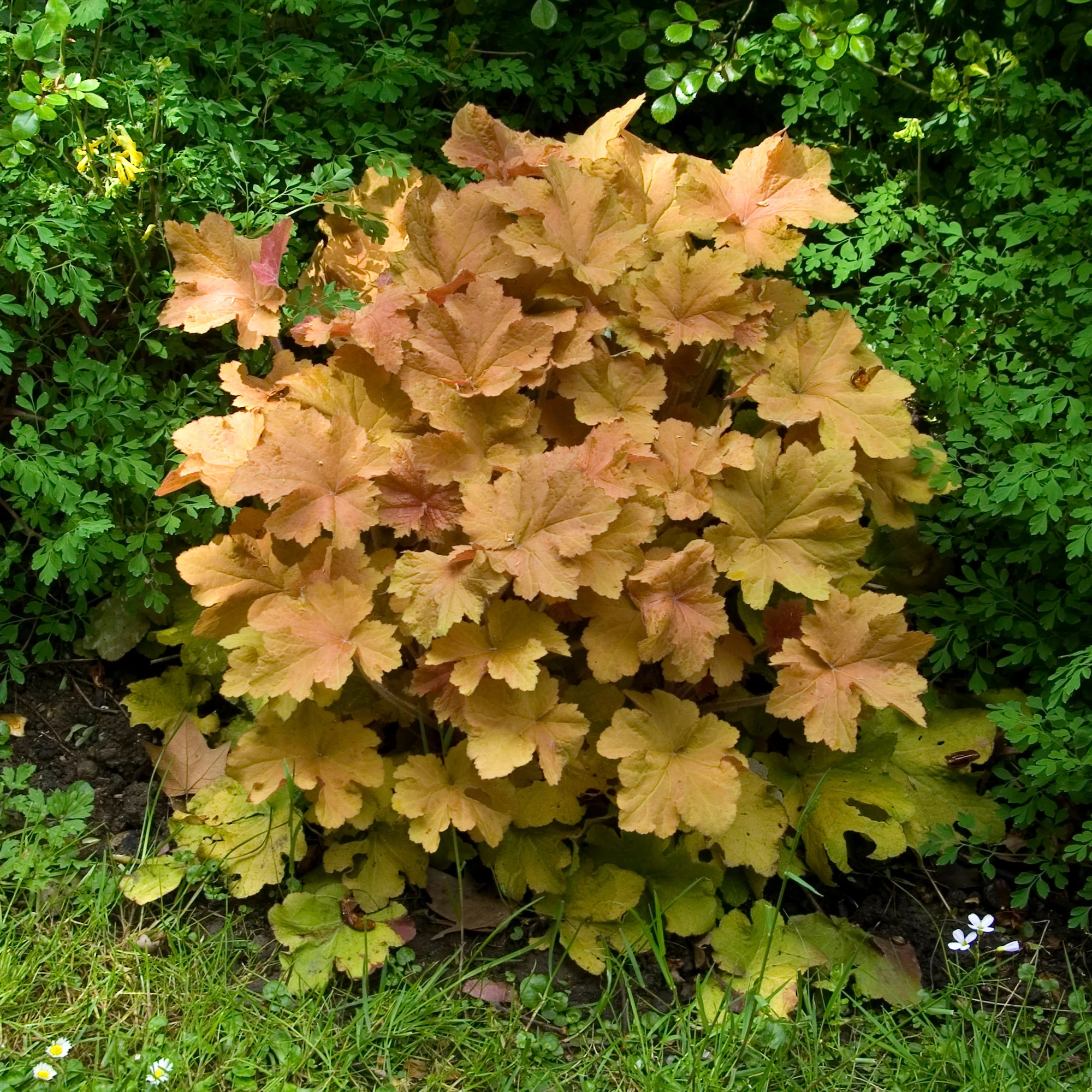 Purpurglöckchen ‘Caramel’ - Image 3
