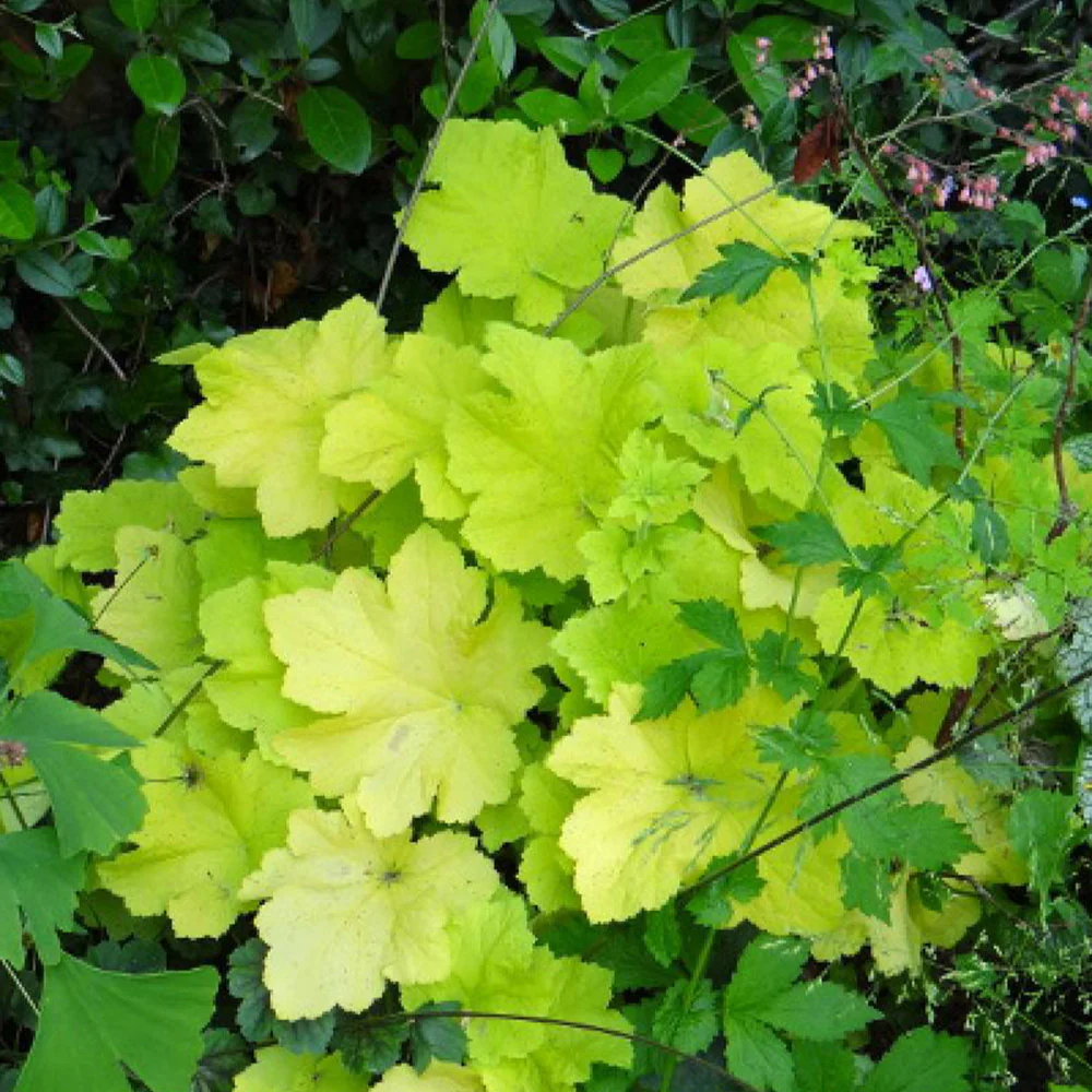 Purpurglöckchen Citronelle ® - Image 2