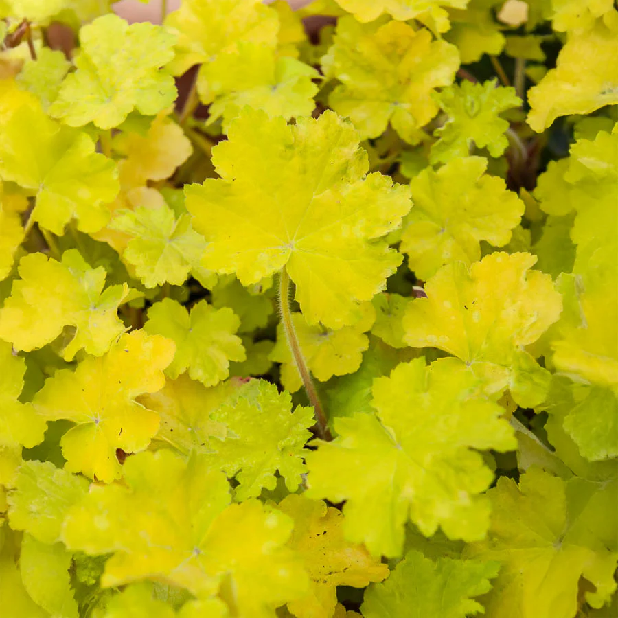 Purpurglöckchen Citronelle ® - Image 3