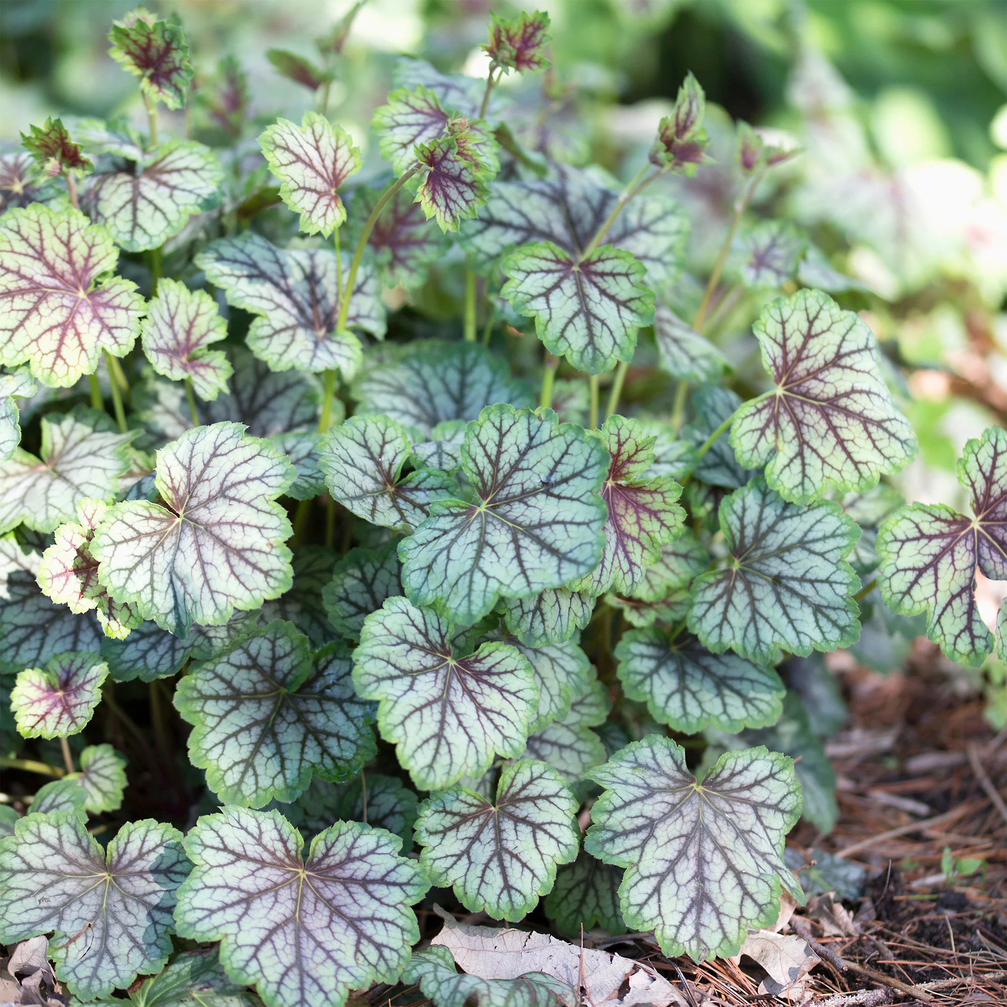 Purpurglöckchen 'Green Spice'