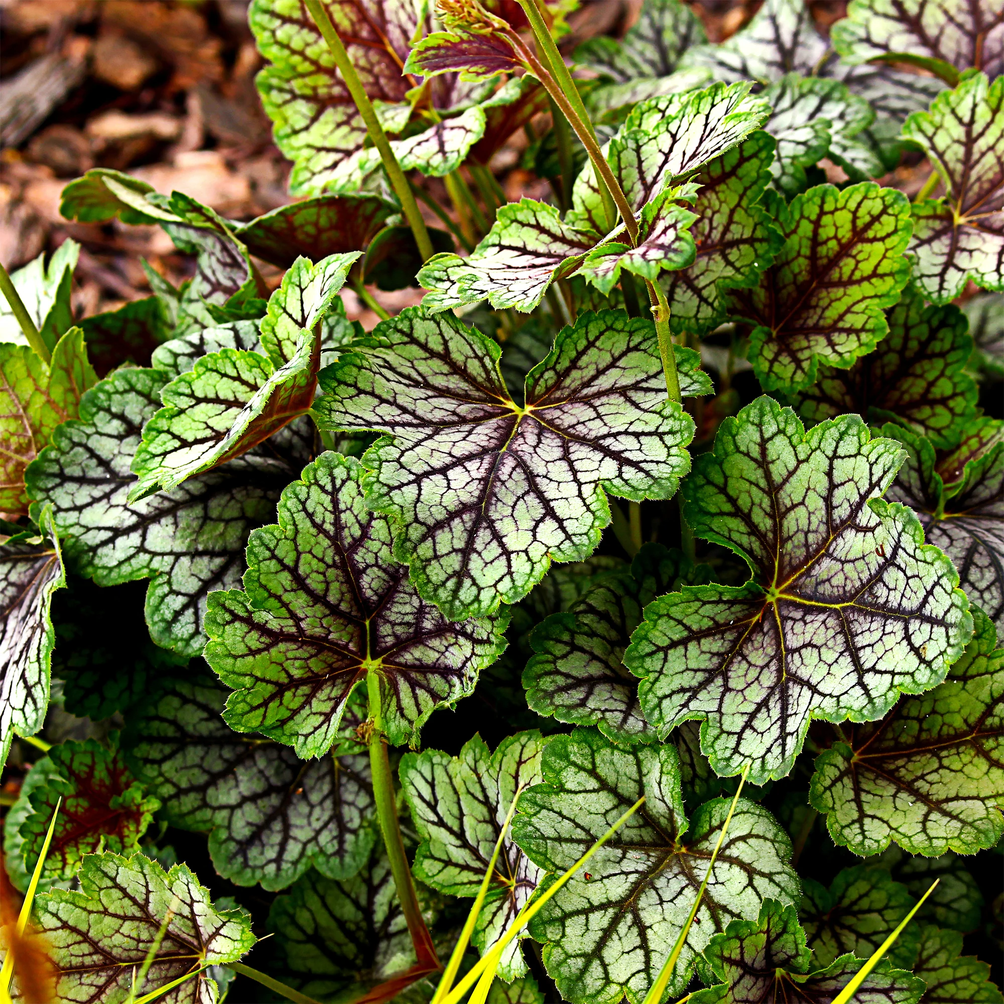Purpurglöckchen 'Green Spice' - Image 2