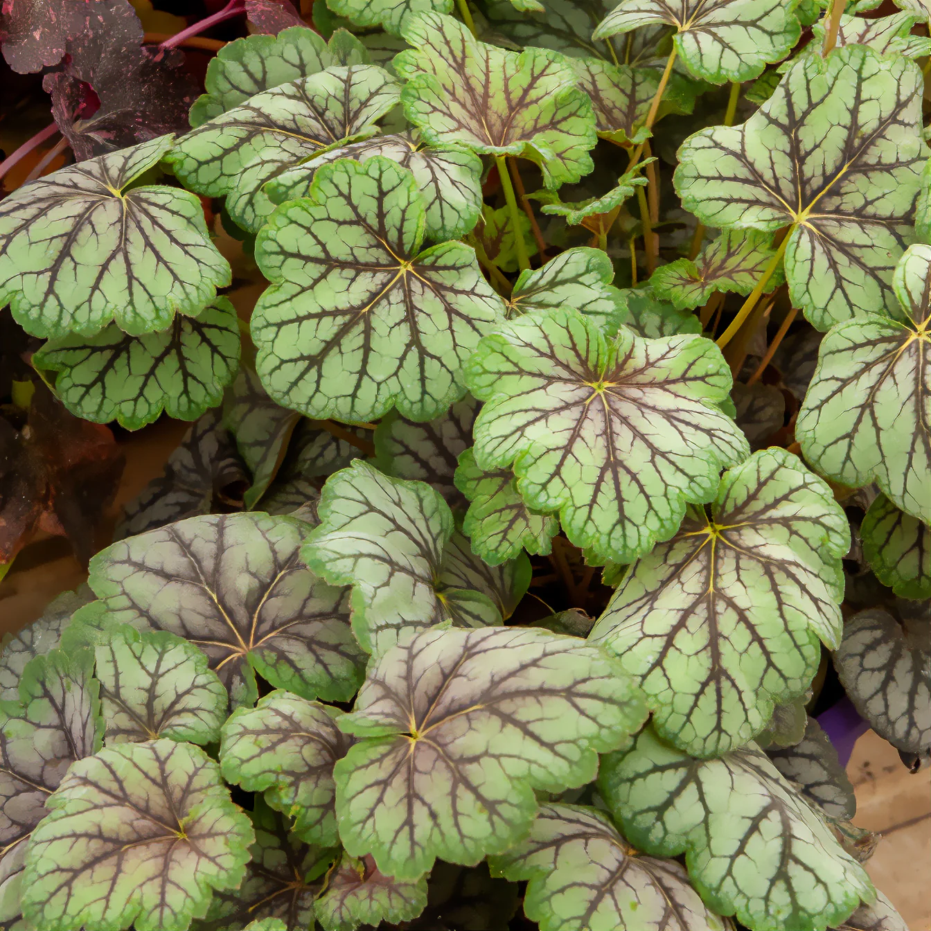 Purpurglöckchen 'Green Spice' - Image 3