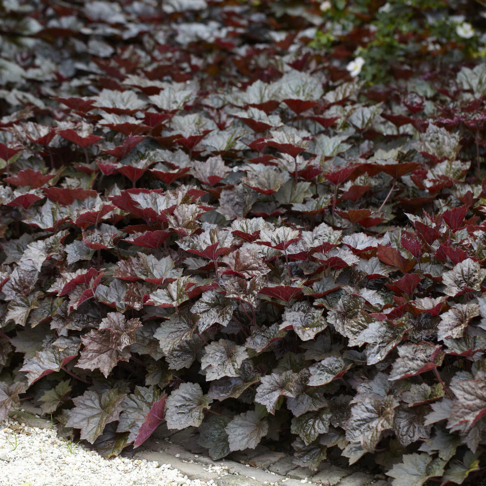 Purpurglöckchen 'Palace Purple' - Image 3