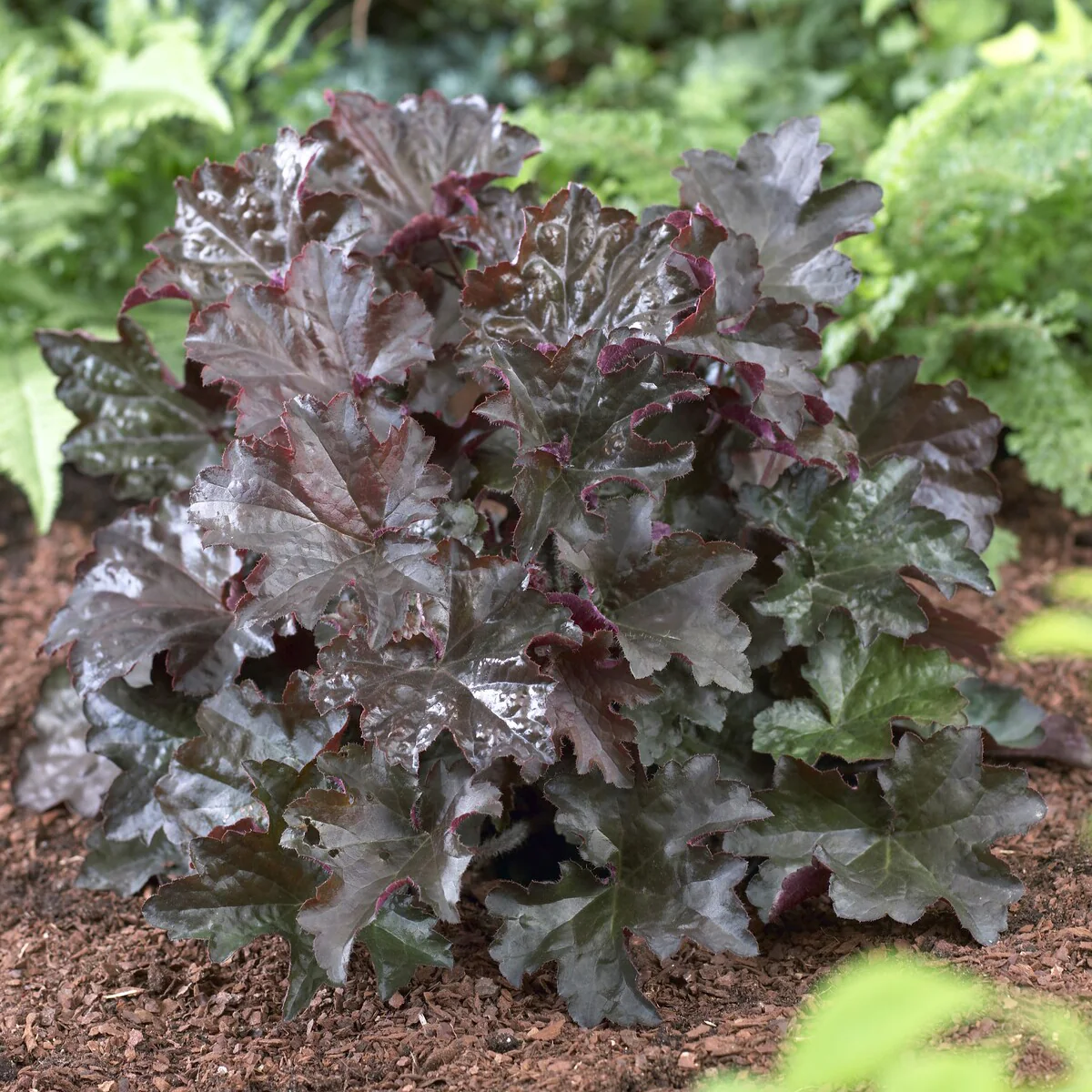 Purpurglöckchen 'Palace Purple' - Image 4
