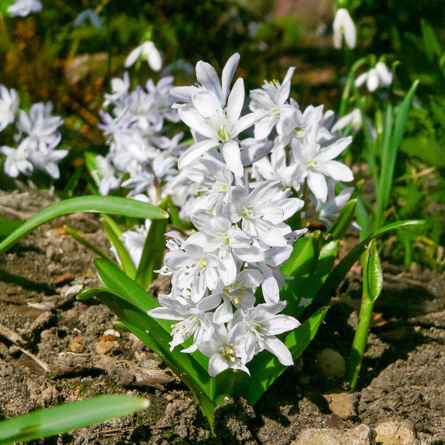 Puschkinia libanotica Alba (x20)