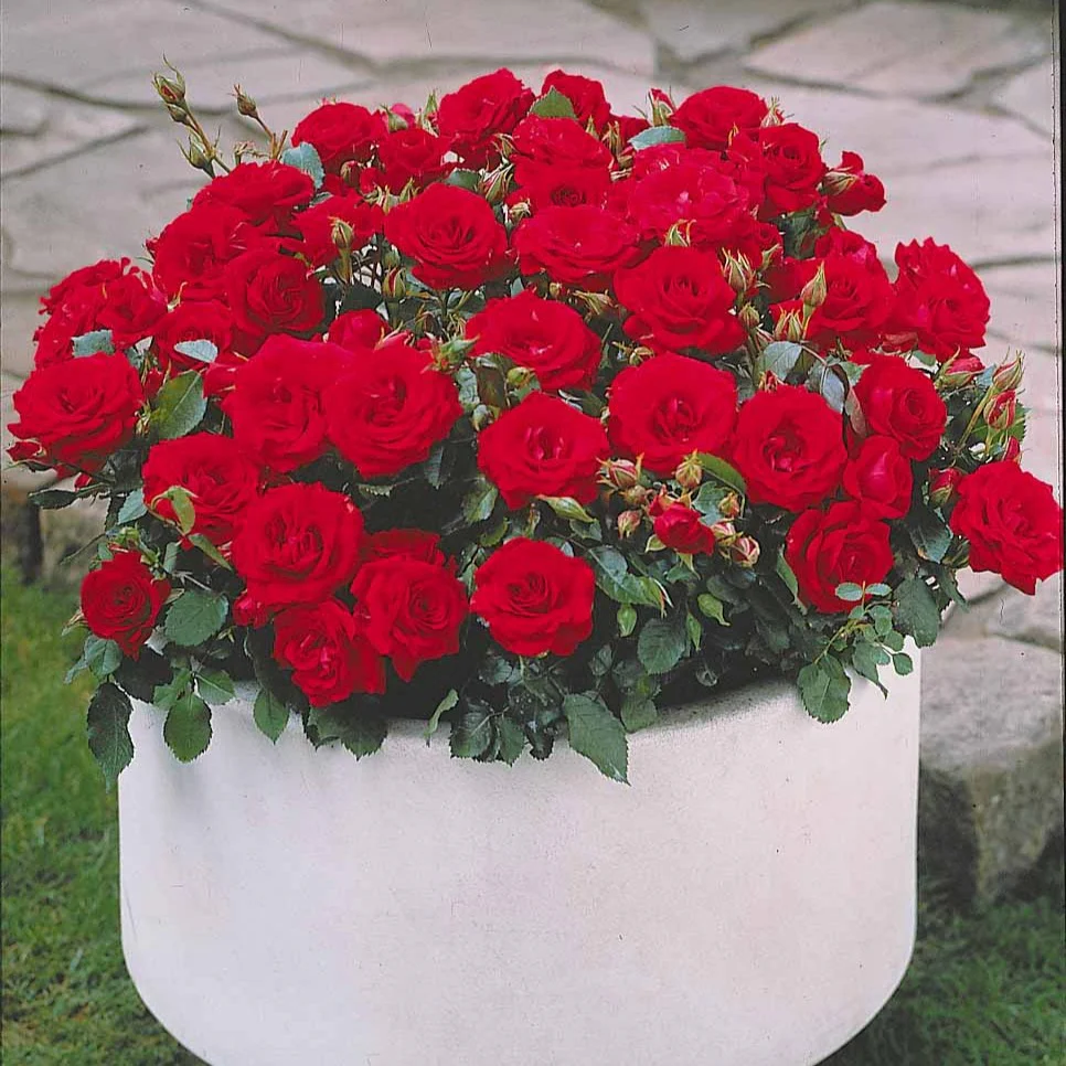 Randilla-Mini-Rosen: rot + gelb + rosa (x3) - Image 3