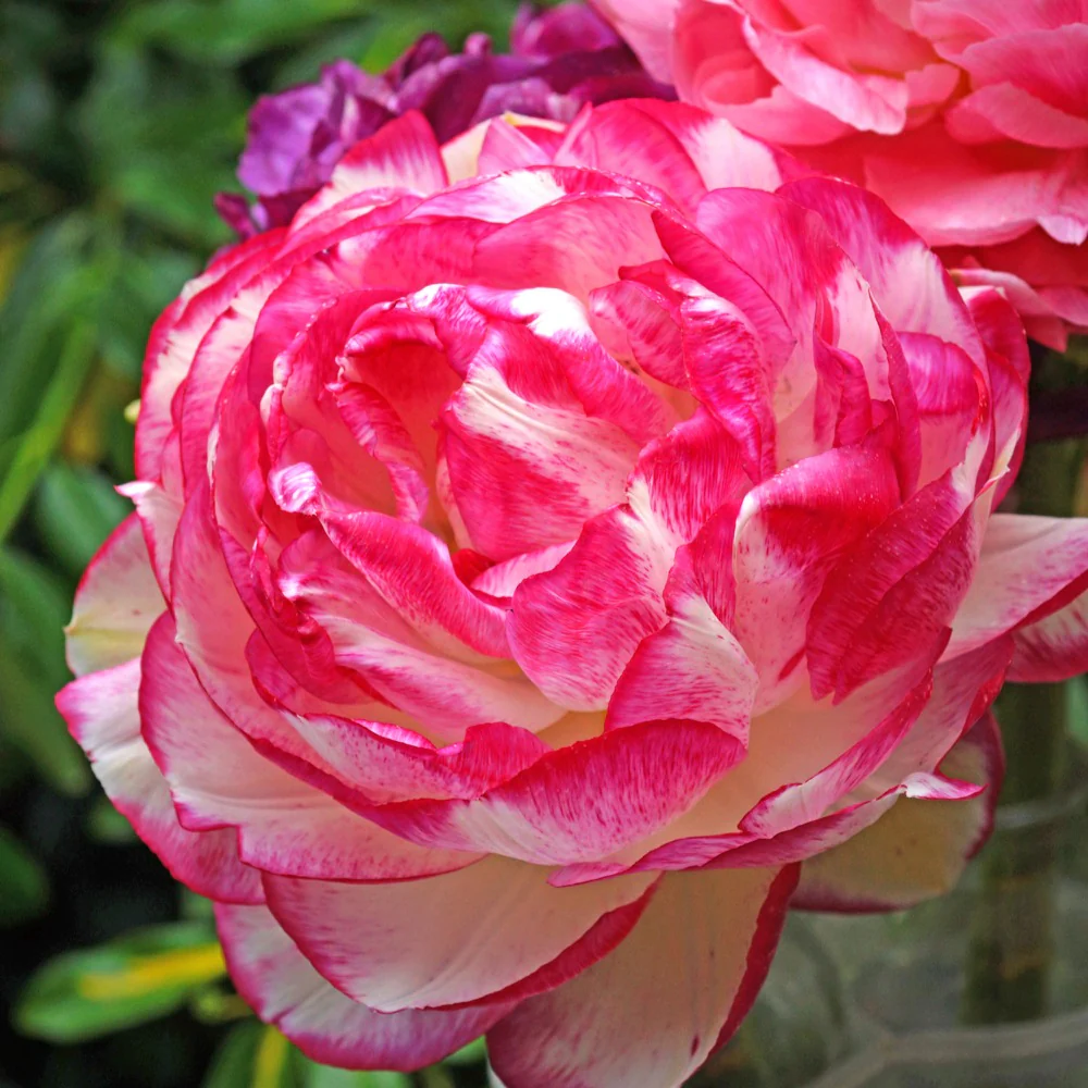 Ranunkel Picotee Pink (x12)