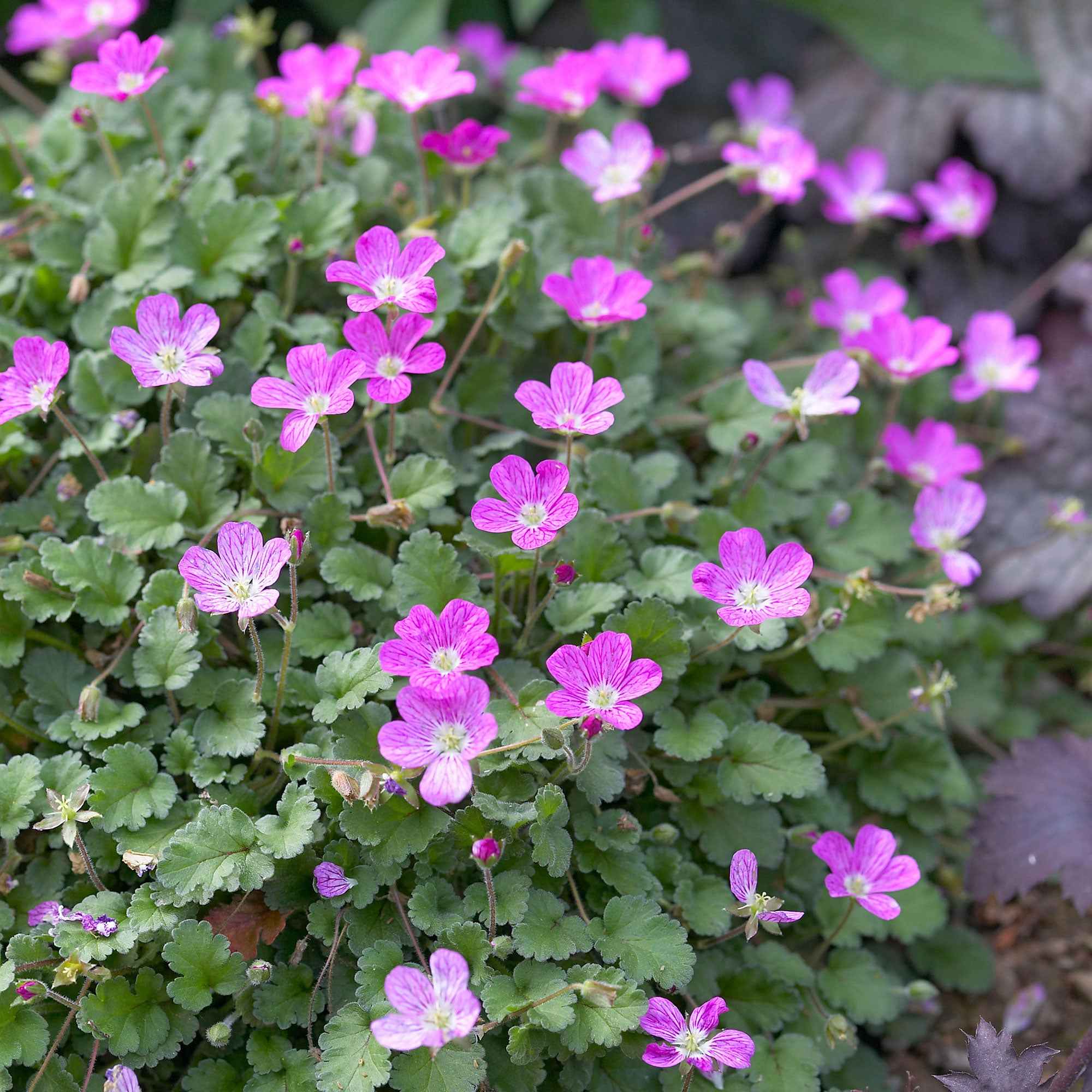 Reiherschnabel 'Bishop's Form'
