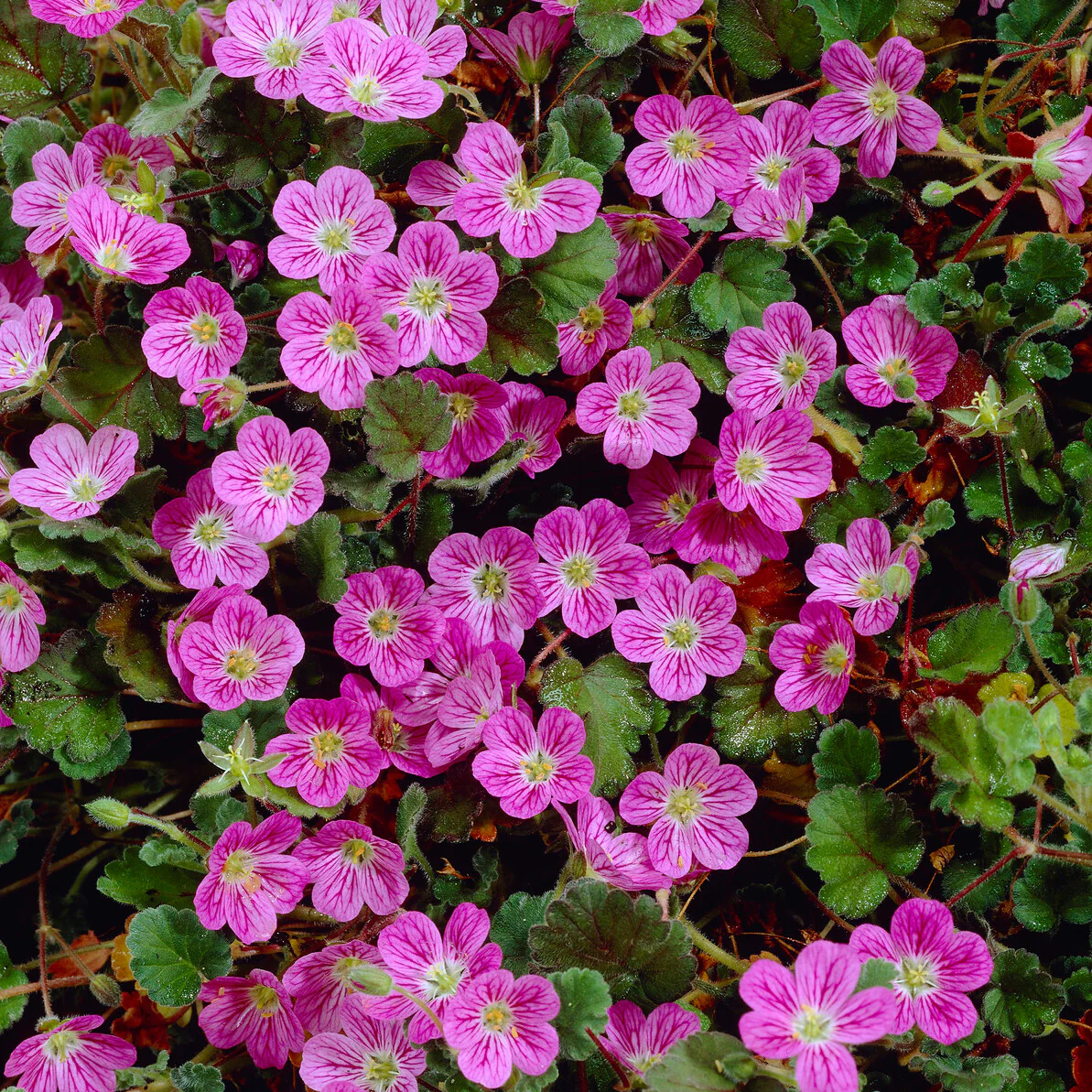 Reiherschnabel 'Bishop's Form' - Image 5