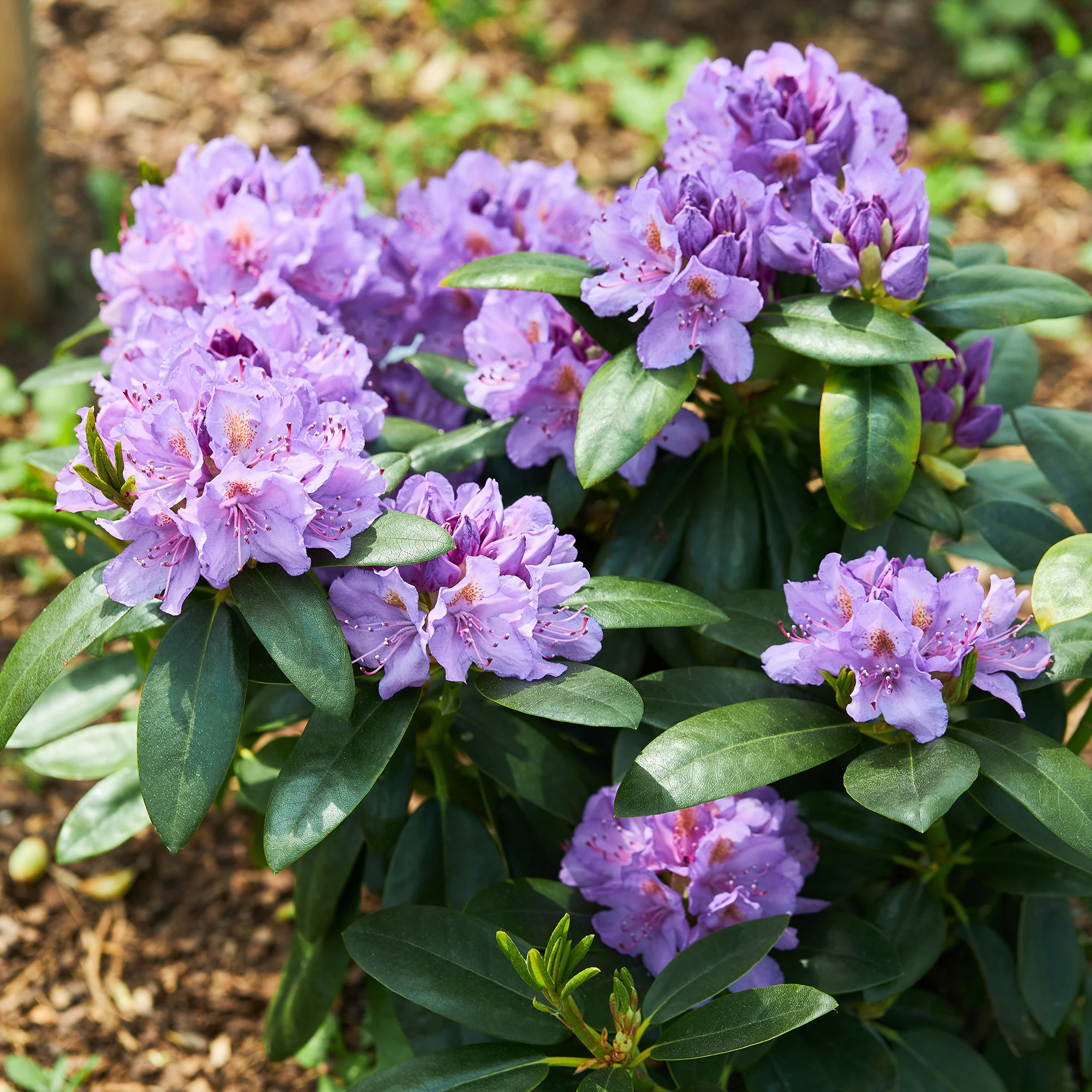 Rhododendron catawbiense 'Grandiflorum'