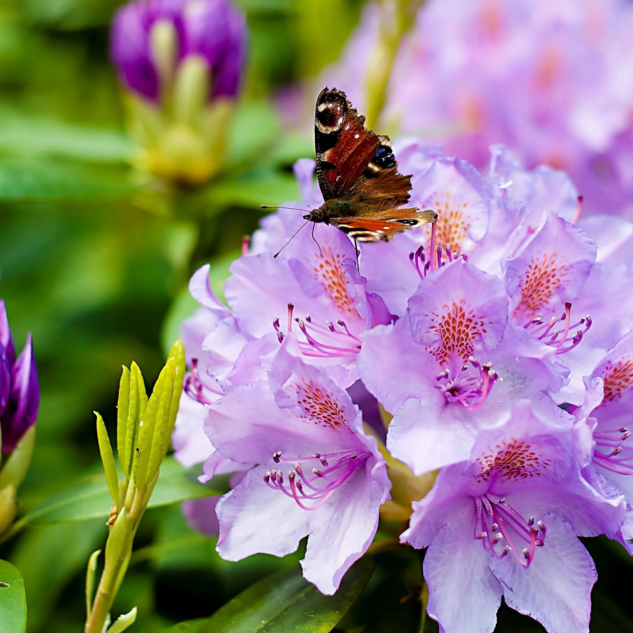 Rhododendron catawbiense 'Grandiflorum' - Image 3