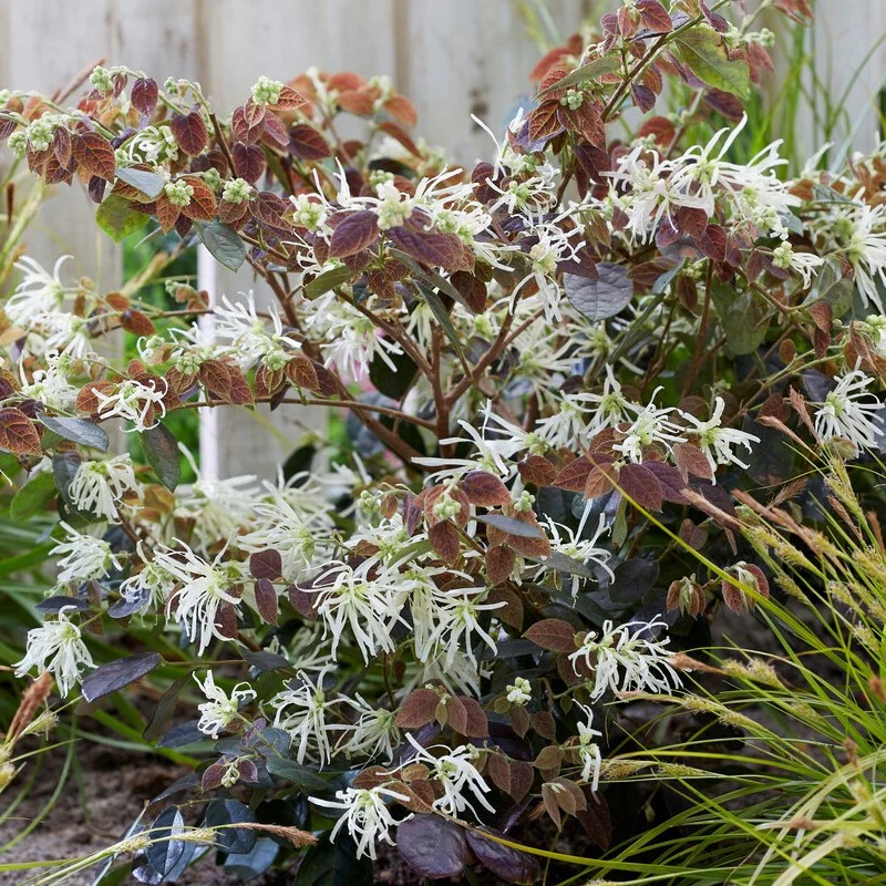 Riemenblüte 'Ruby Snow'