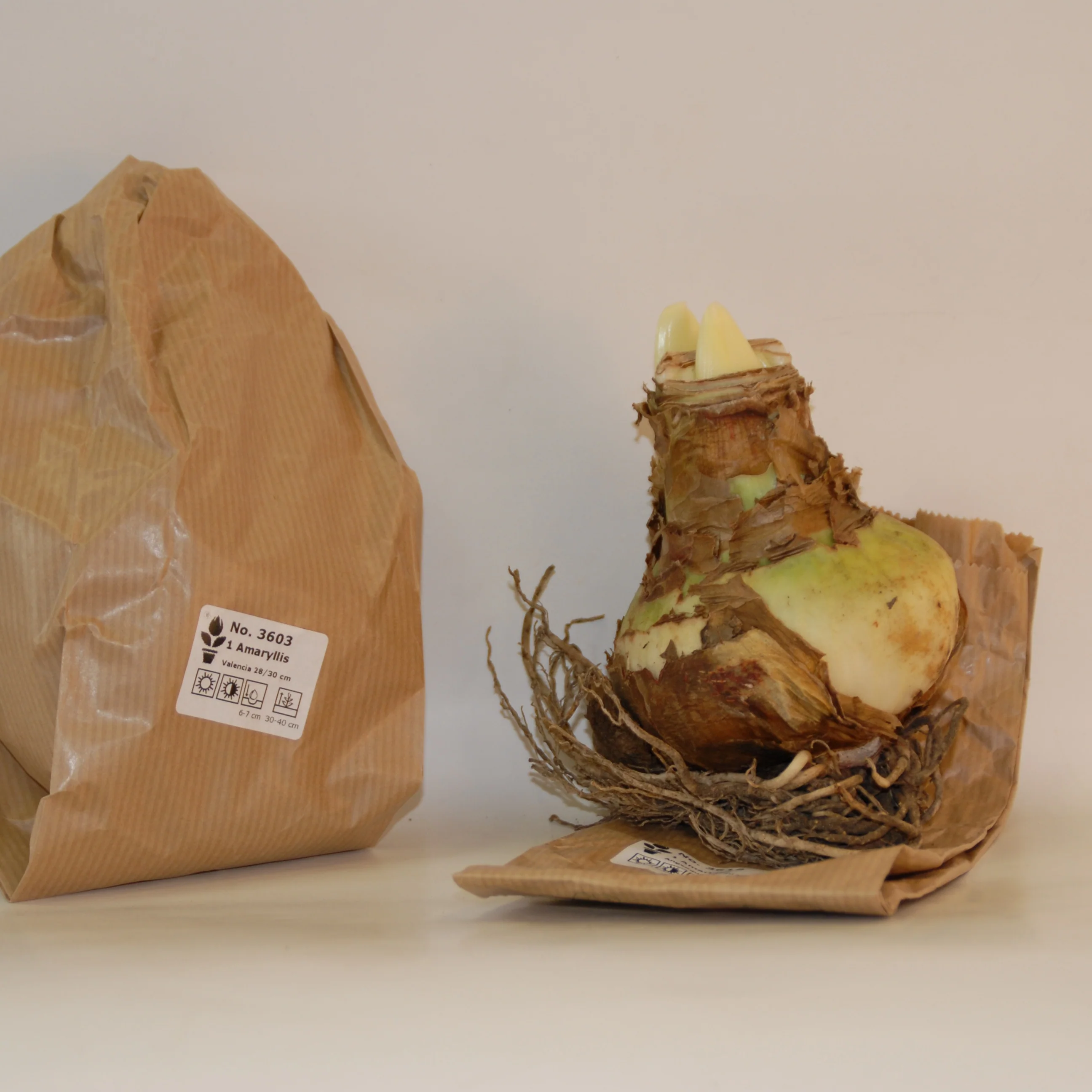 Riesen-Amaryllis-Kollektion (x2) - Image 4