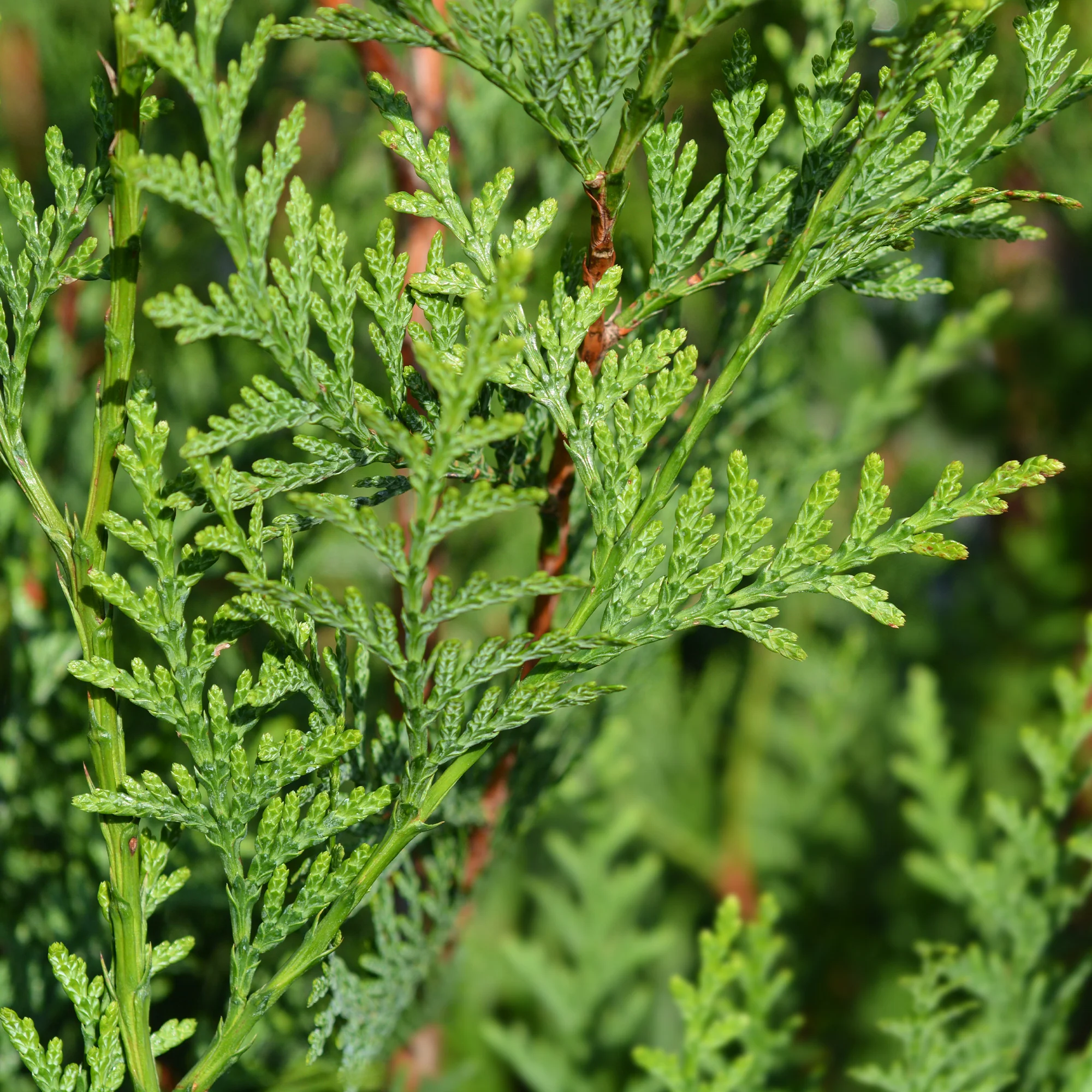 Riesen-Lebensbaum Atrovirens - Image 3