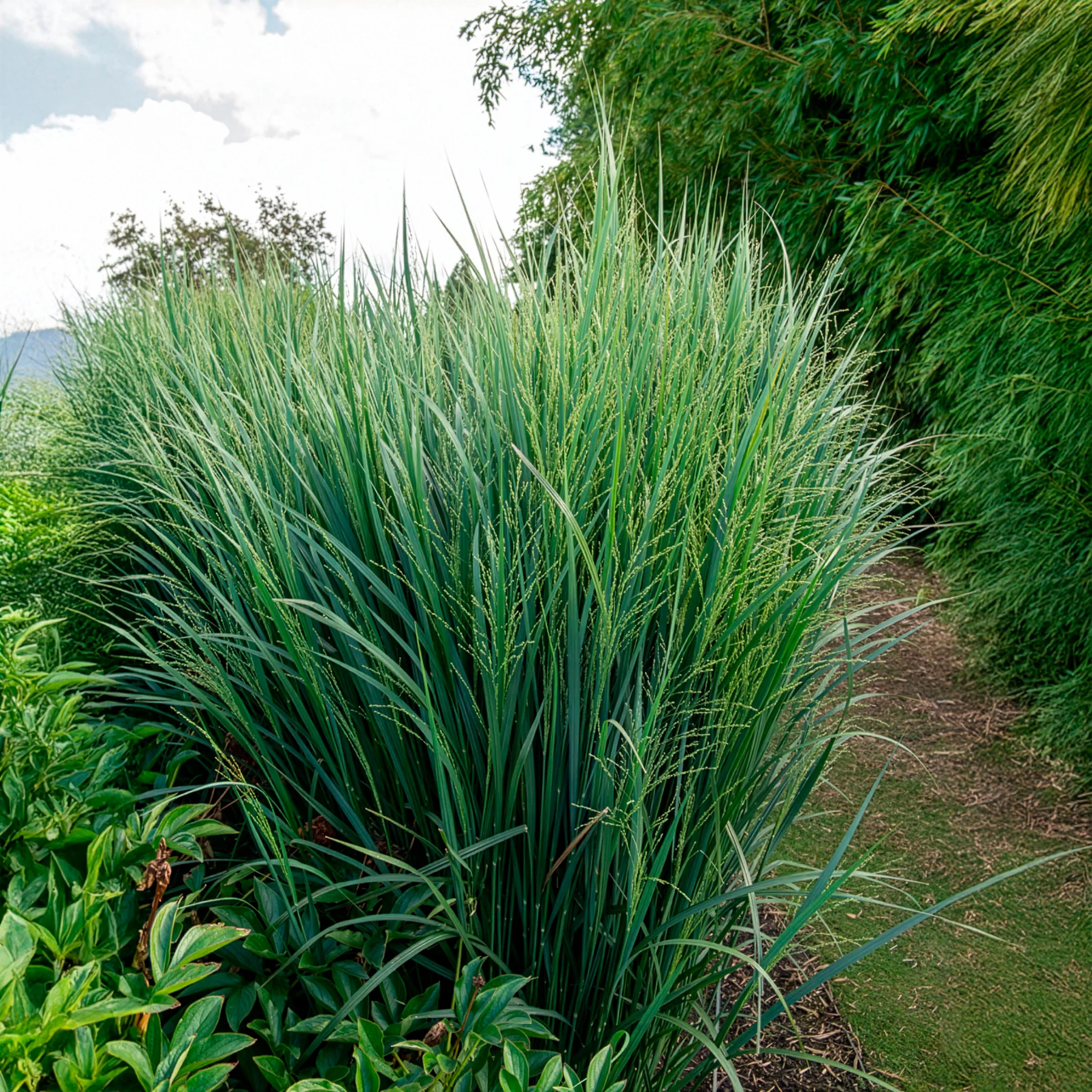 Riesen-Rutenhirse Northwind - Image 4