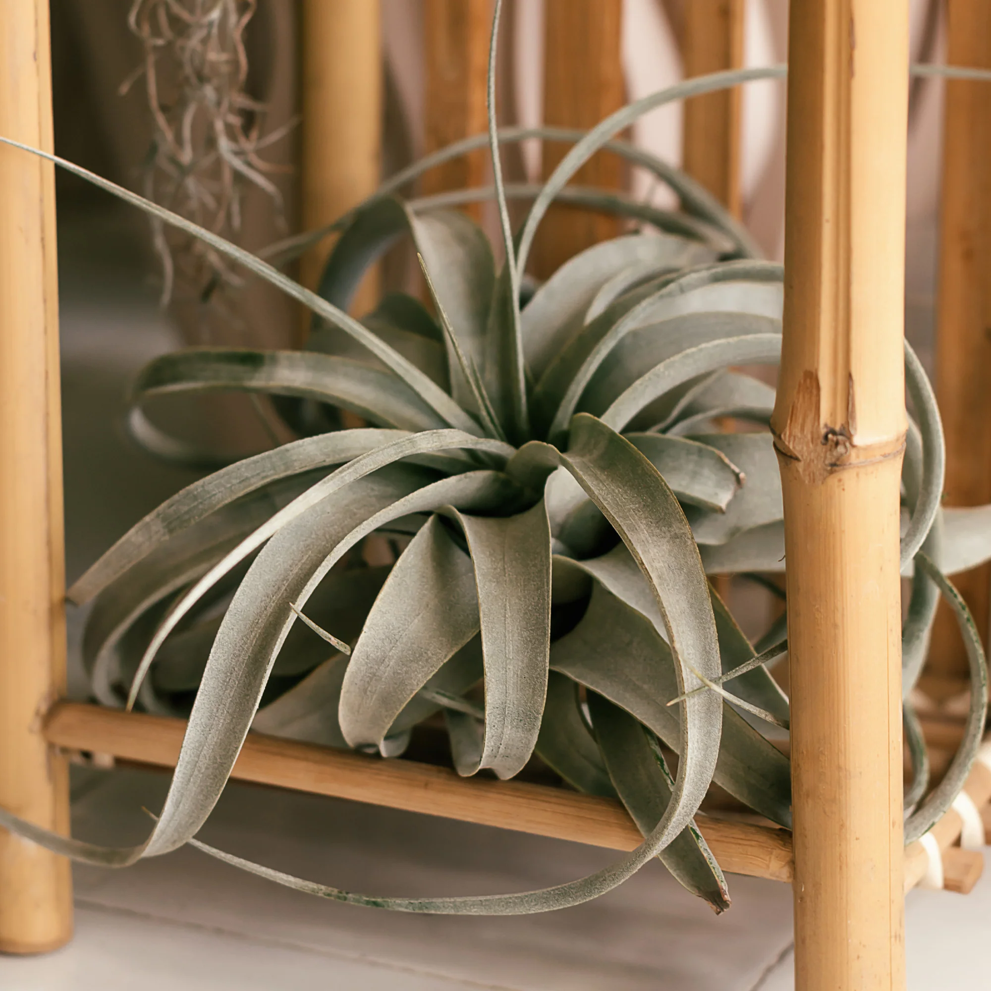 Riesen-Tillandsie / Tillandsia xerographica