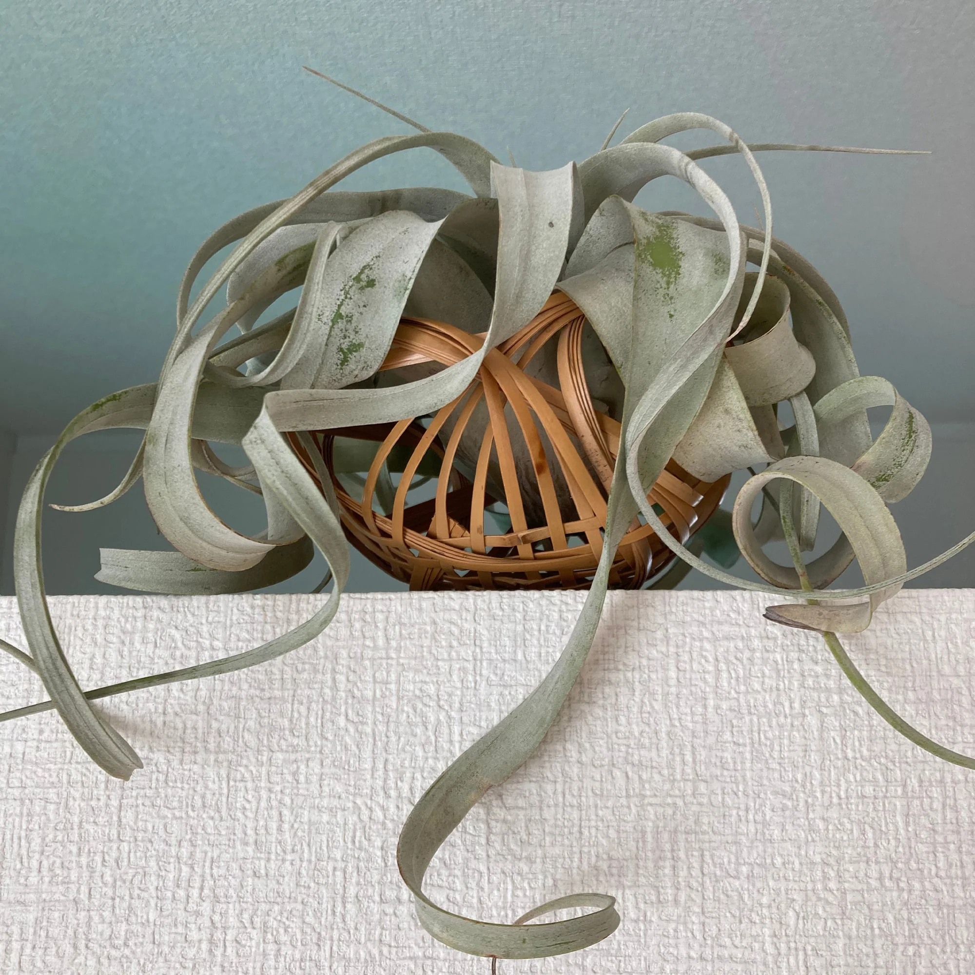 Riesen-Tillandsie / Tillandsia xerographica - Image 2