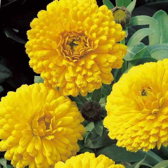 Ringelblume ‘Golden Yellow’