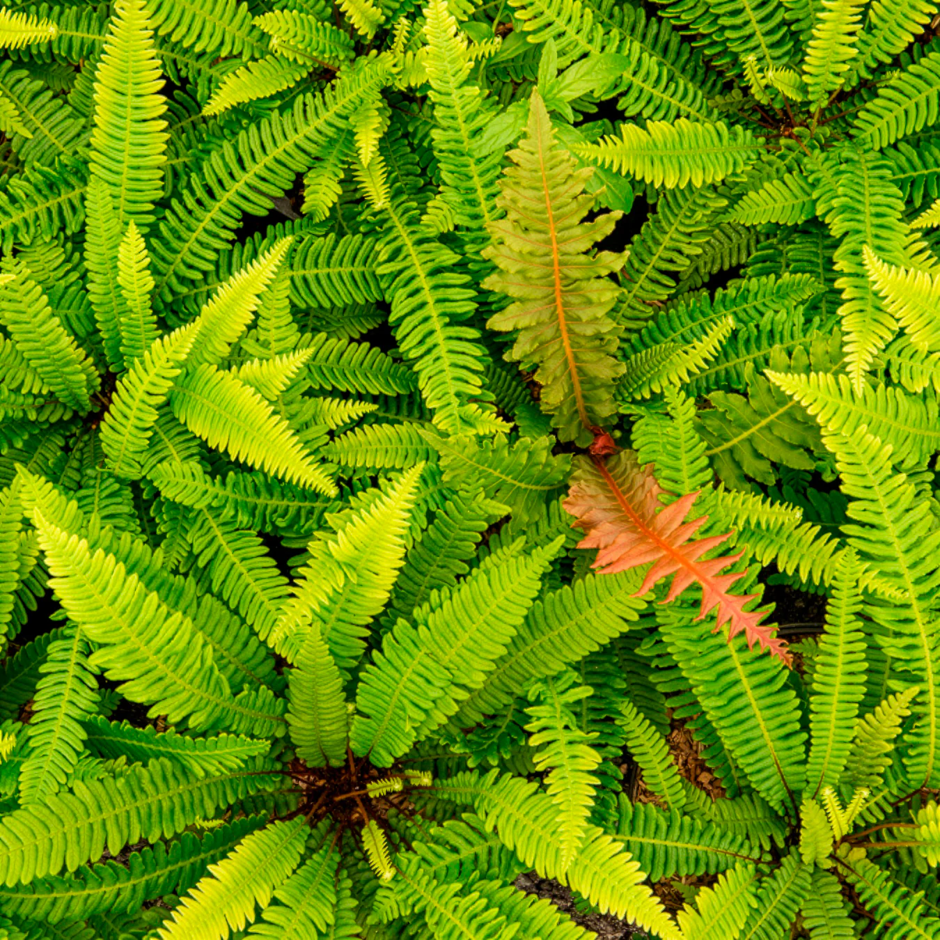 Rippenfarn - Image 3