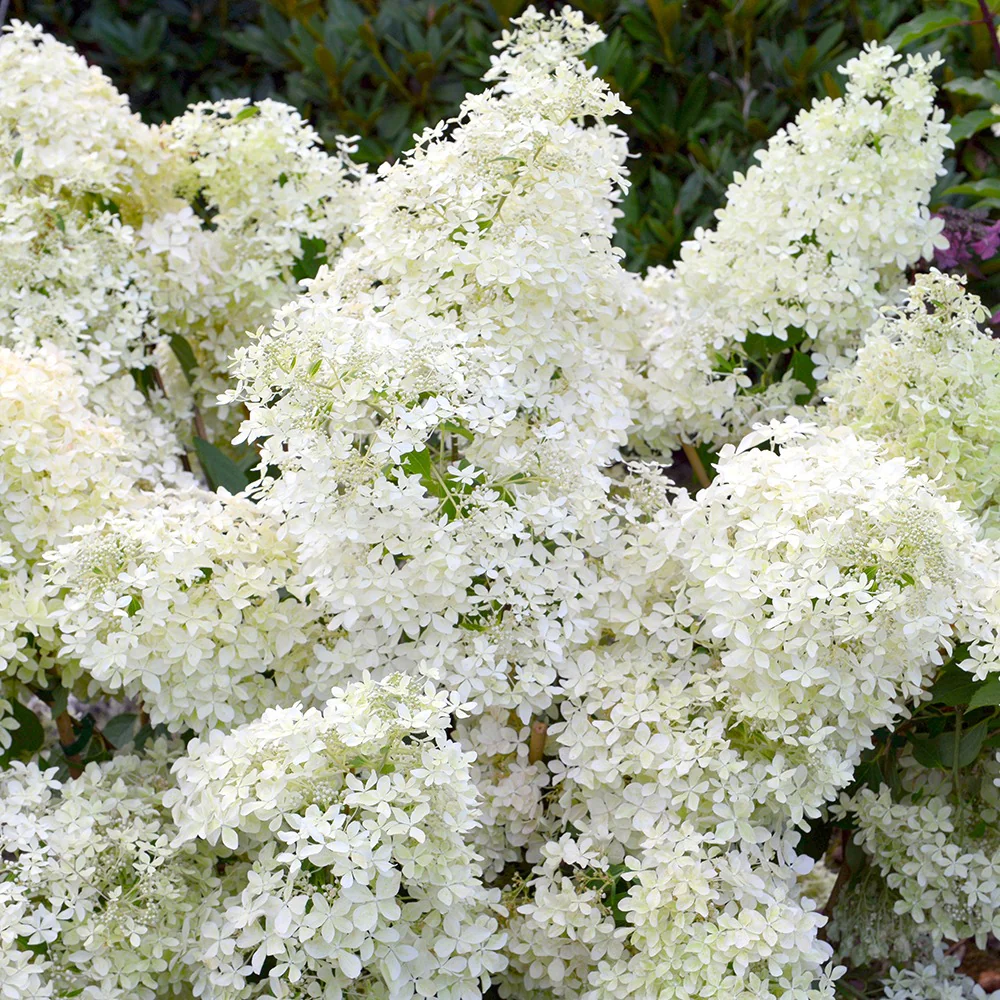 Rispenhortensie ‘Dentelle de Gorron®’