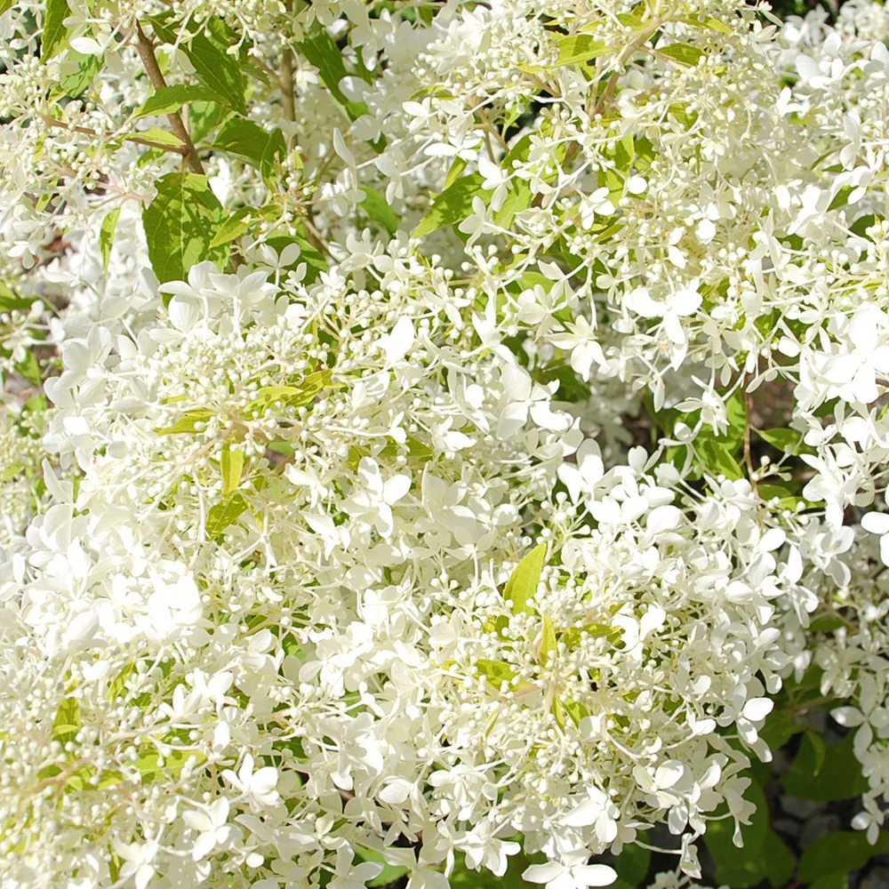 Rispenhortensie ‘Dentelle de Gorron®’ - Image 3