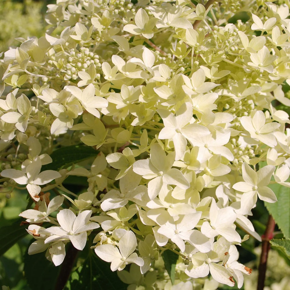 Rispenhortensie ‘Dentelle de Gorron®’ - Image 4
