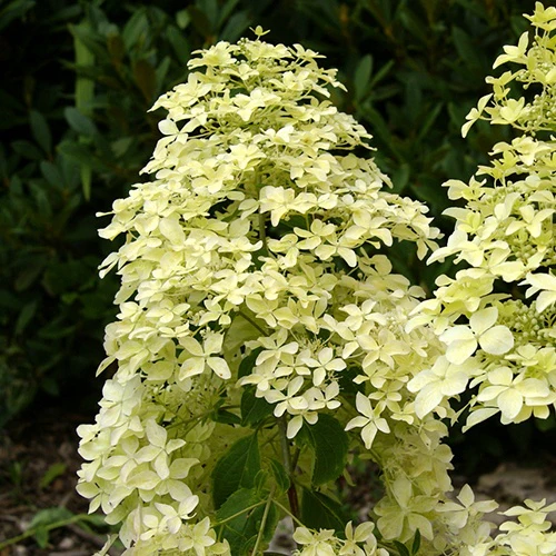 Rispenhortensie ‘Dentelle de Gorron®’ - Image 5