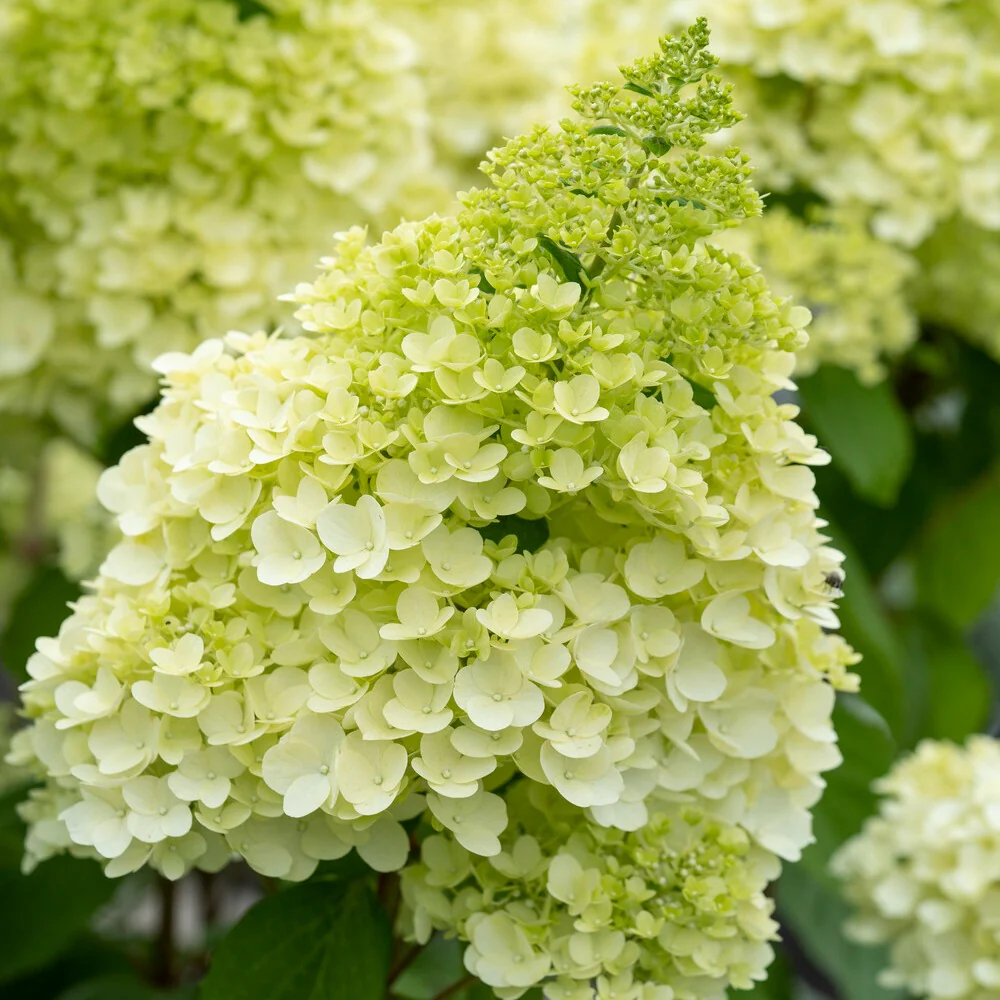 Rispenhortensie Magical® Moonlight - Image 2