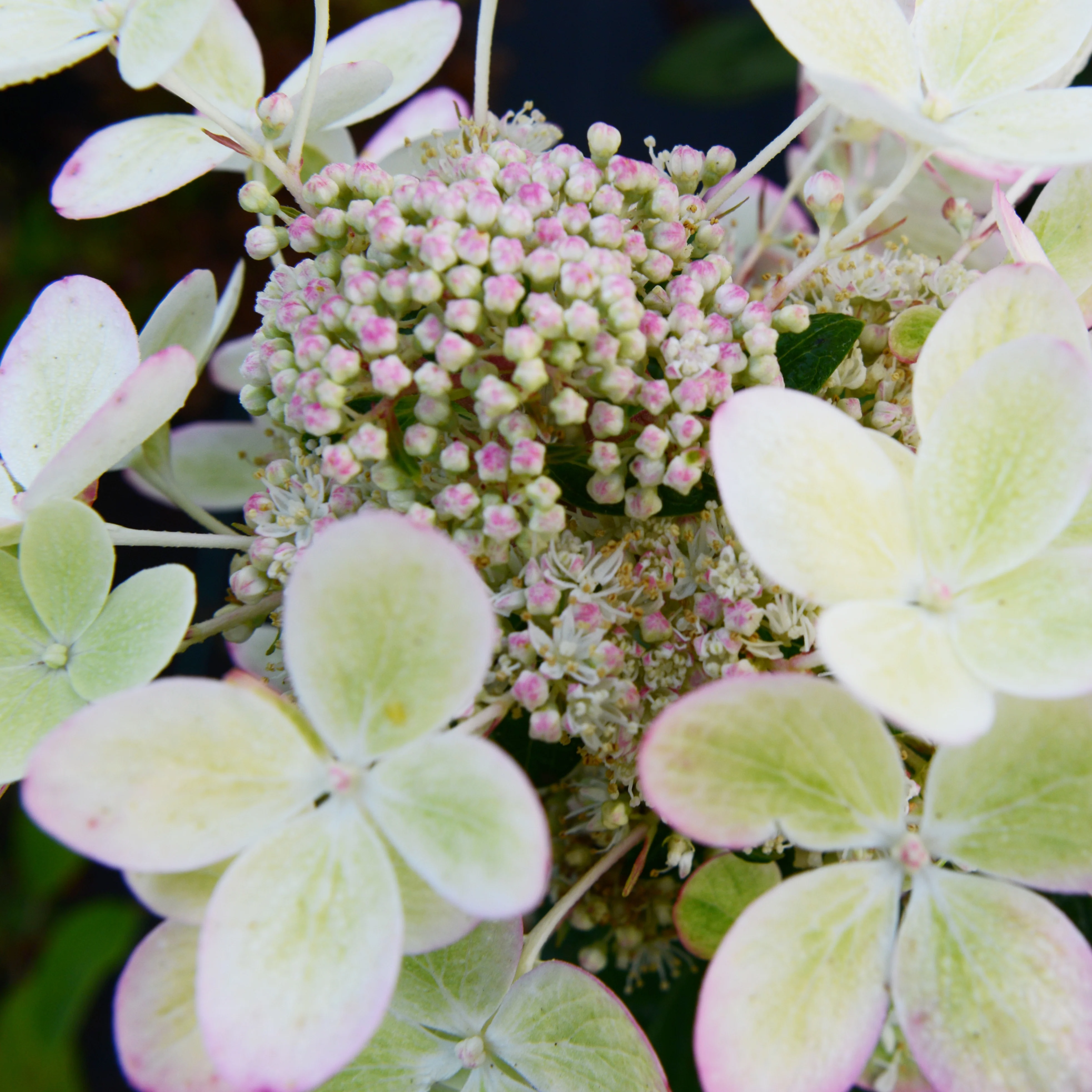 Rispenhortensie ‘Pastelgreen’® - Image 3