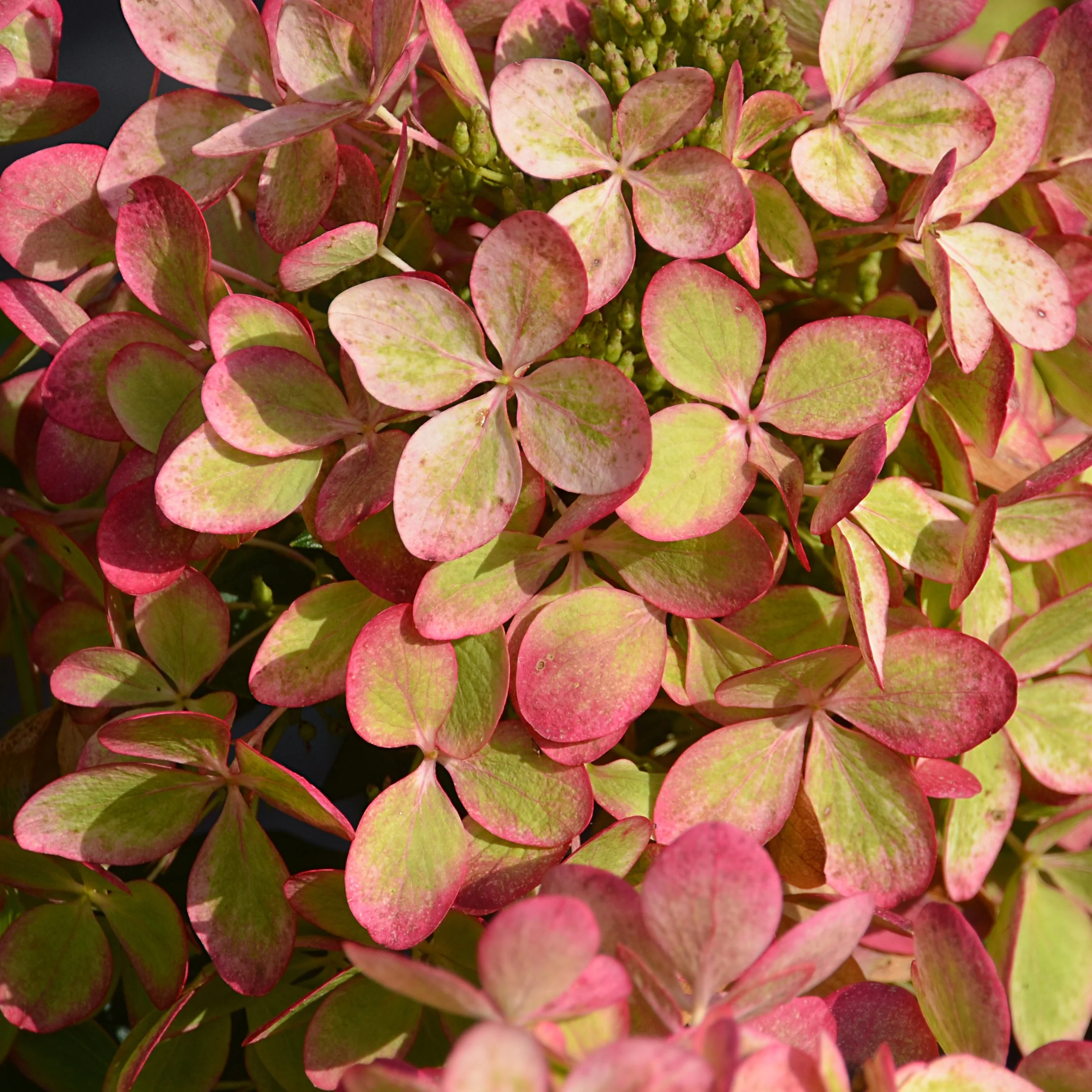 Rispenhortensie ‘Pastelgreen’® - Image 4