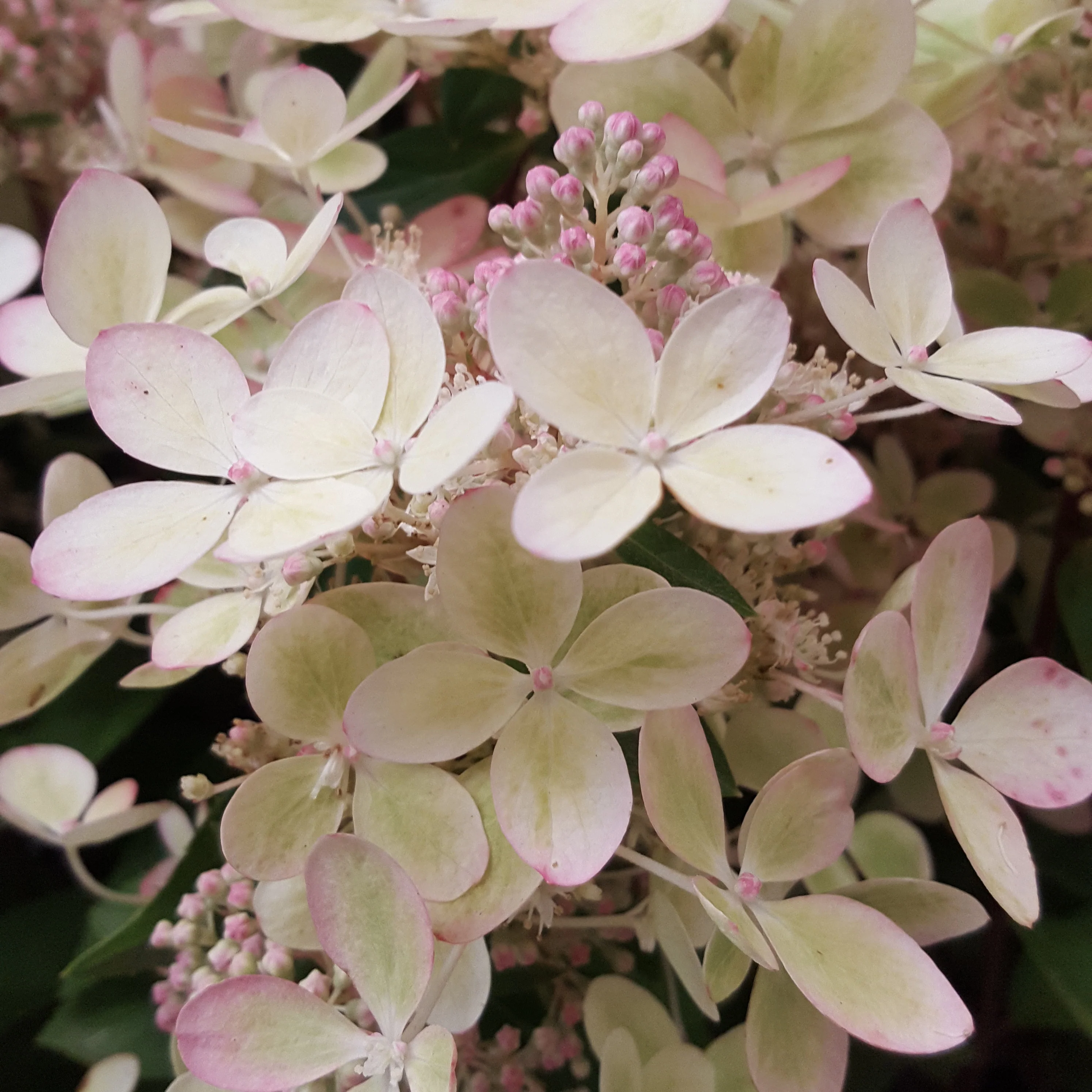 Rispenhortensie ‘Pastelgreen’® - Image 5