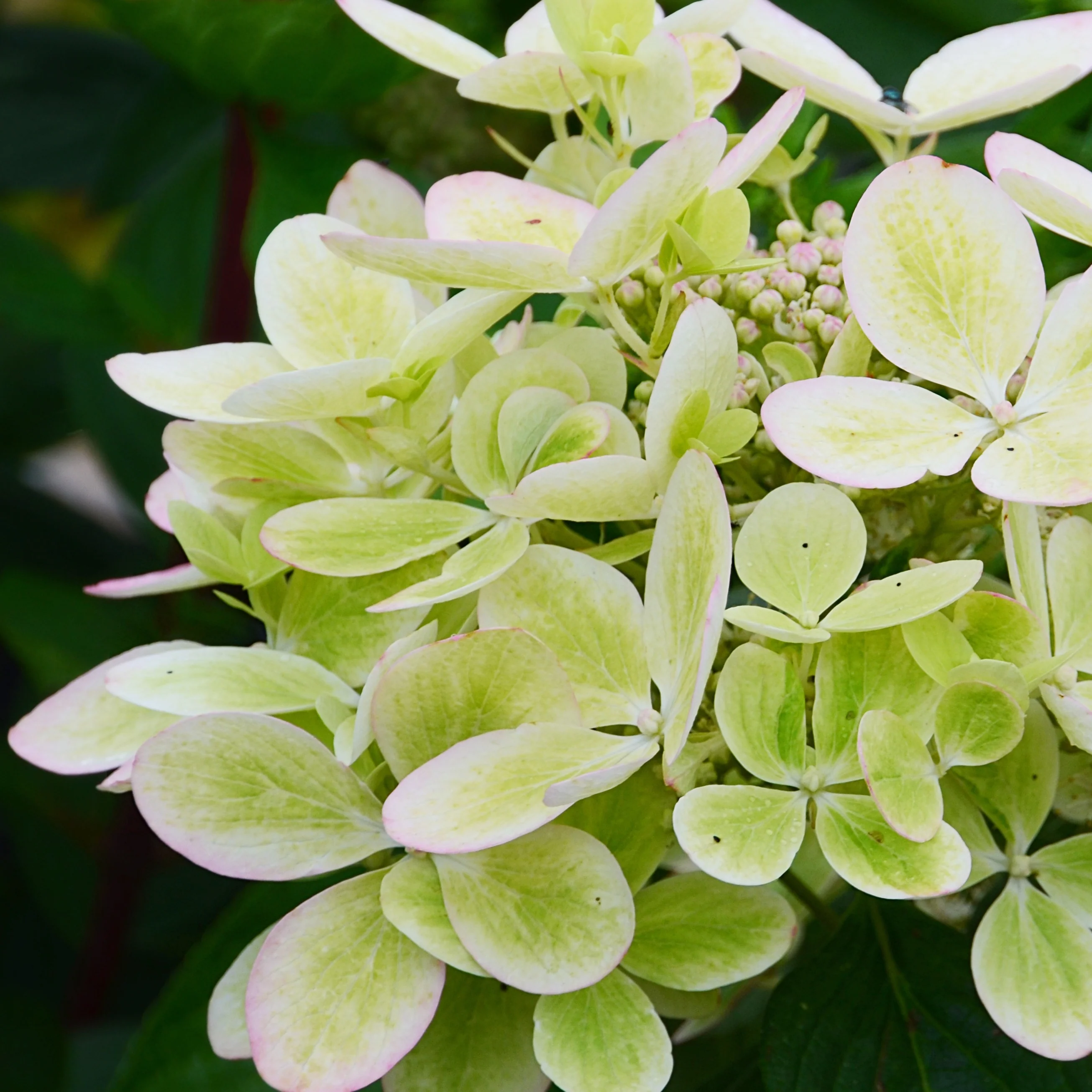Rispenhortensie ‘Pastelgreen’® - Image 6