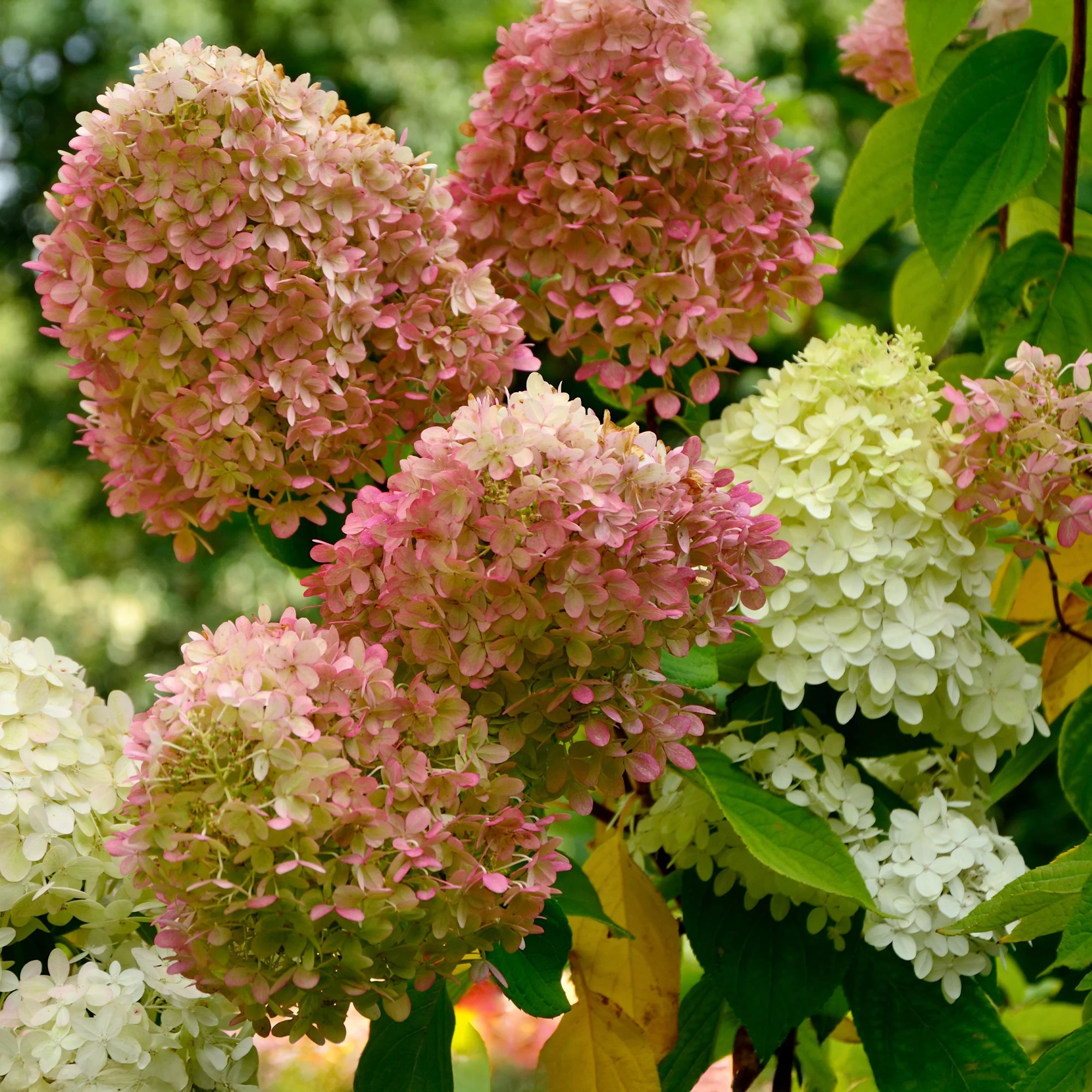 Rispenhortensie Romantic Ace® 'Renvagor'