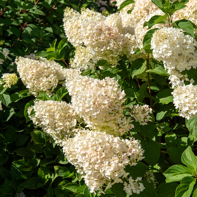 Rispenhortensie 'Silver Dollar' - Image 3