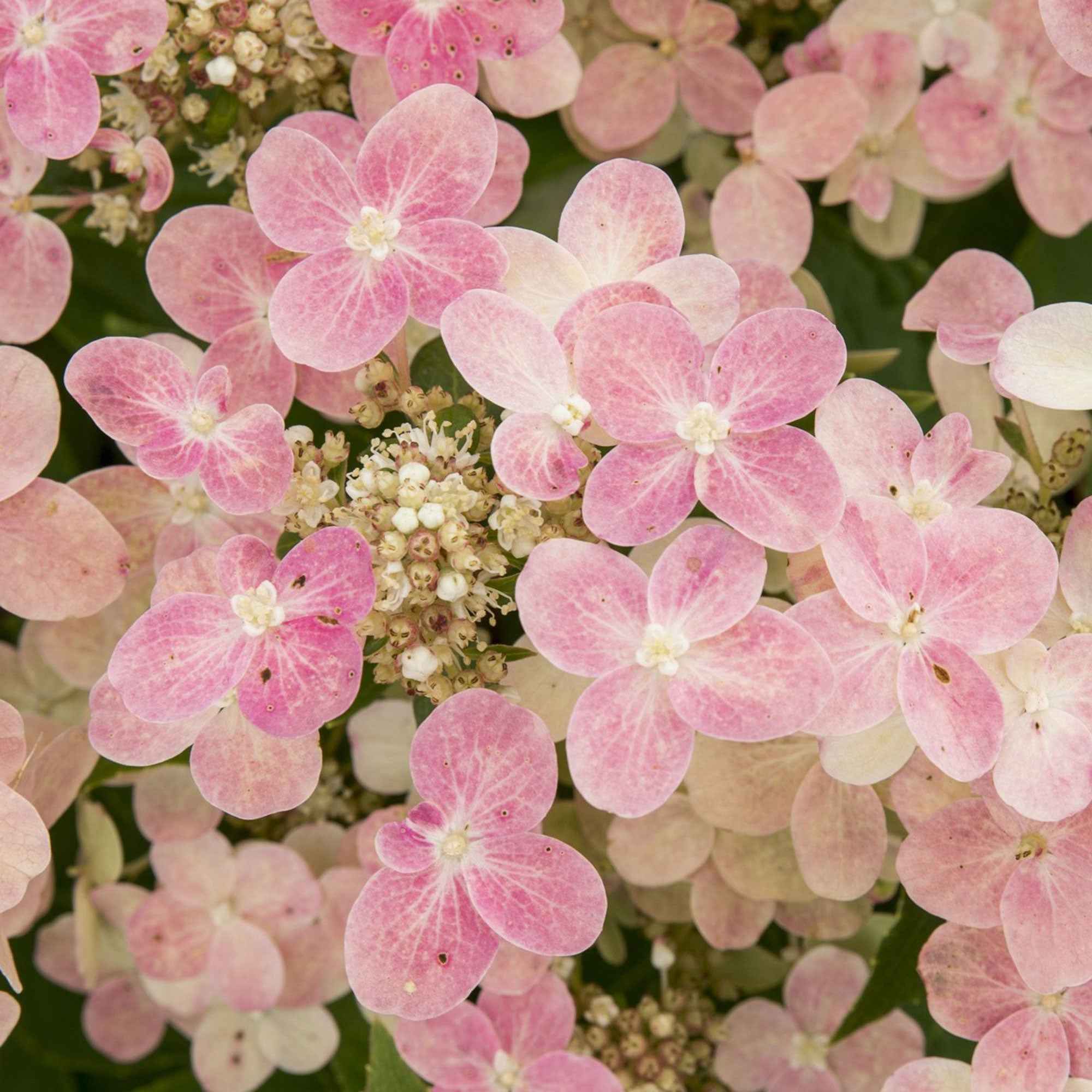 Rispenhortensie 'Switch Ophelia'® - Image 2