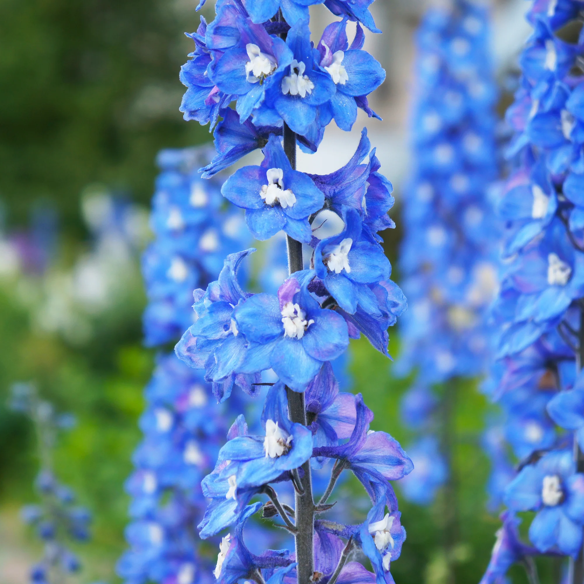 Rittersporn ‘Blue Bird’