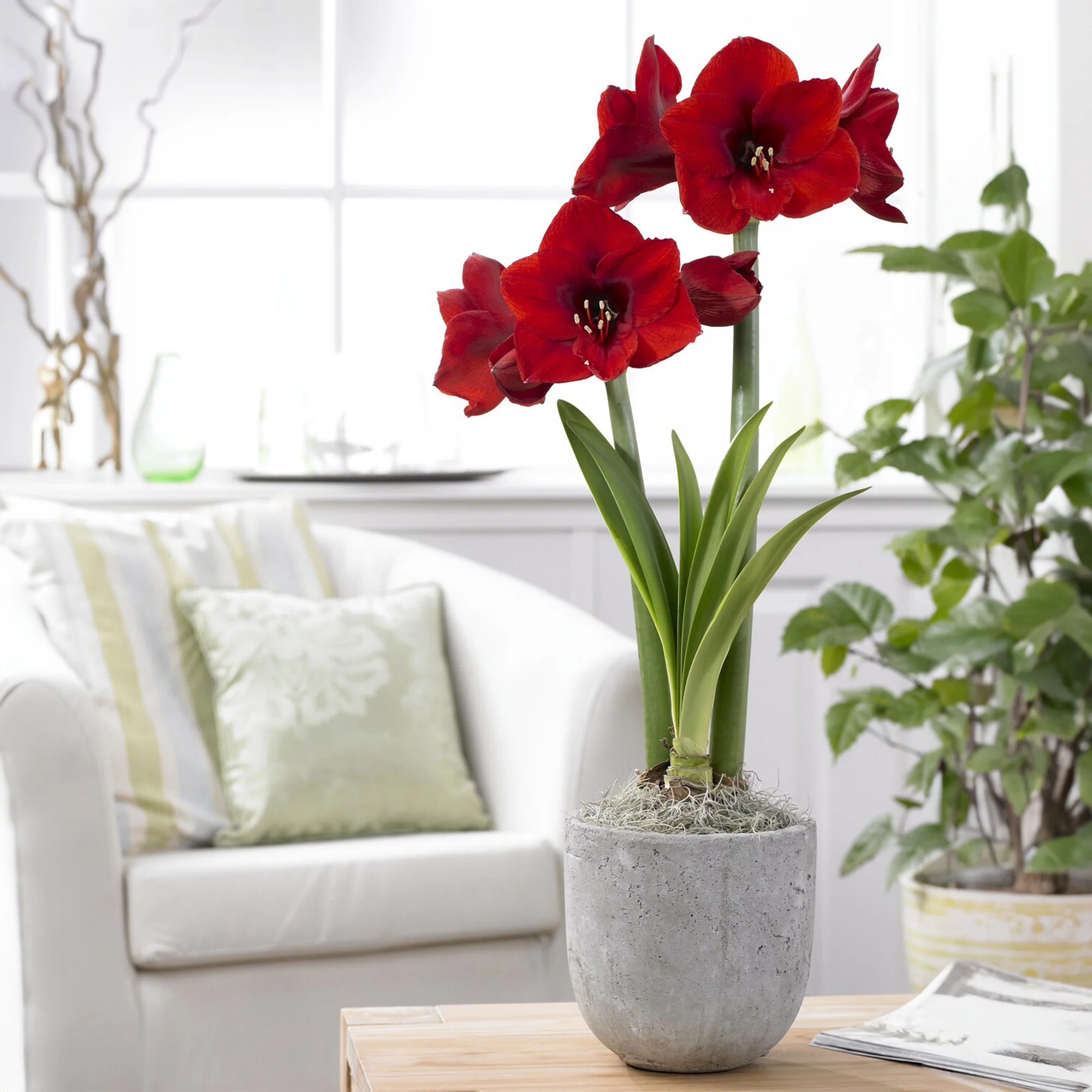 Ritterstern ‘Red Lion’