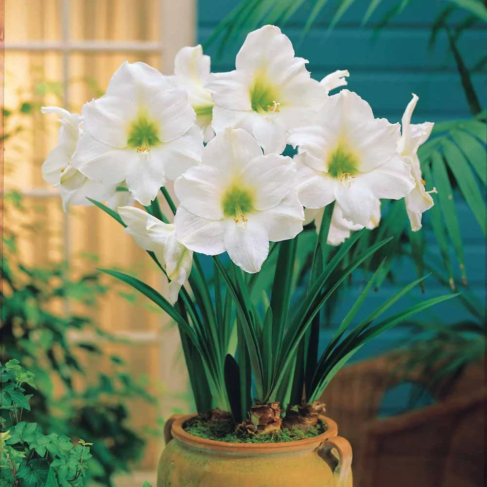 Ritterstern 'White Christmas'