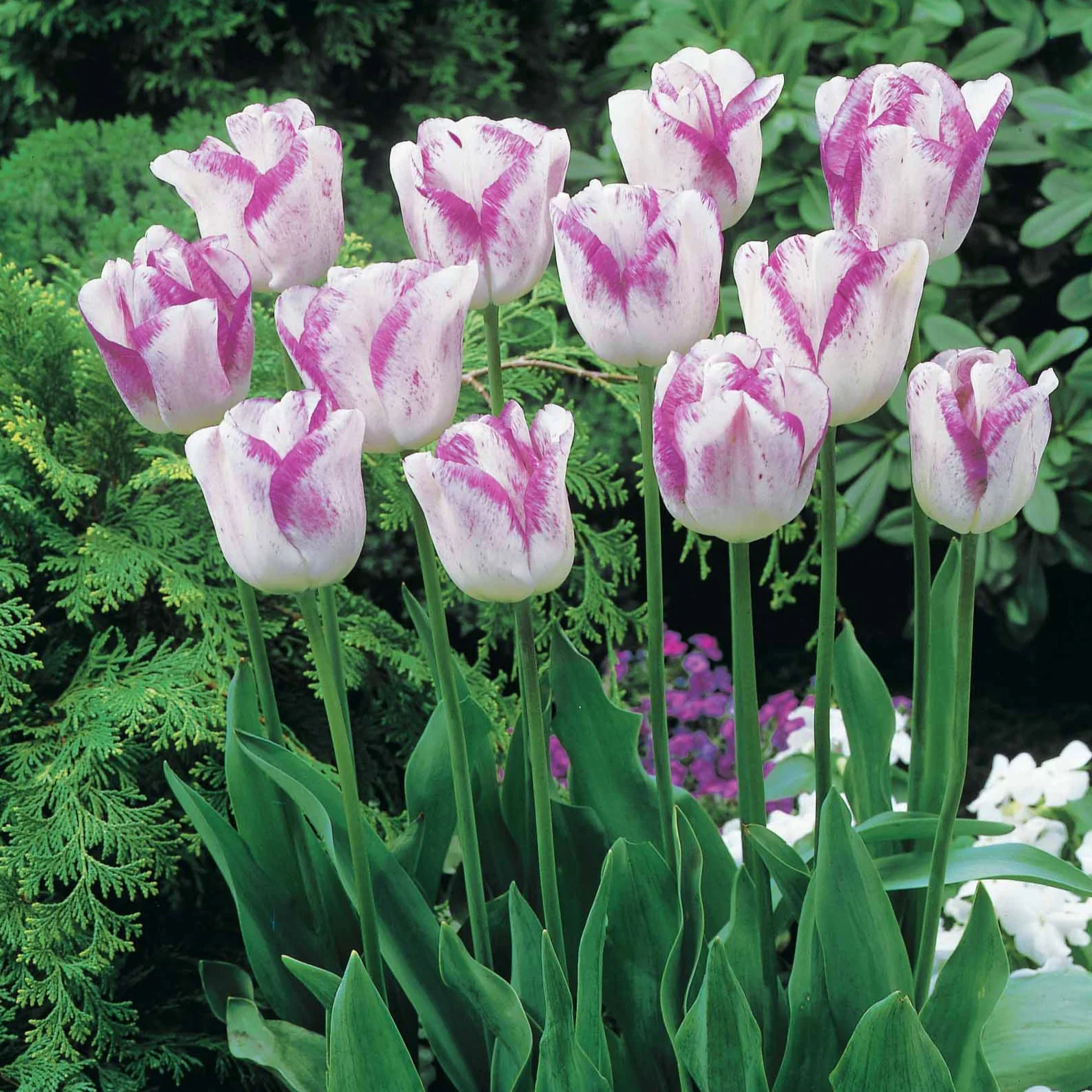 Romantische Tulpen-Kollektion (x20) - Image 3