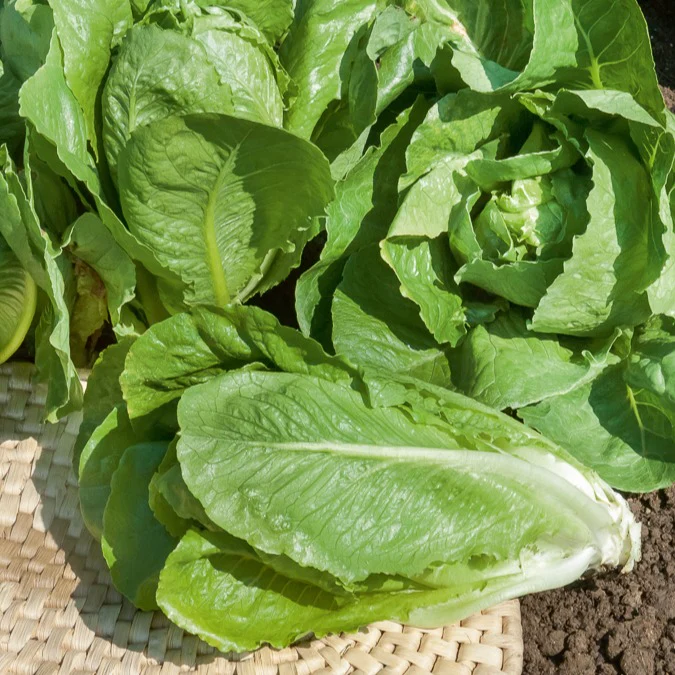 Römersalat ‘Blonde maraichere’