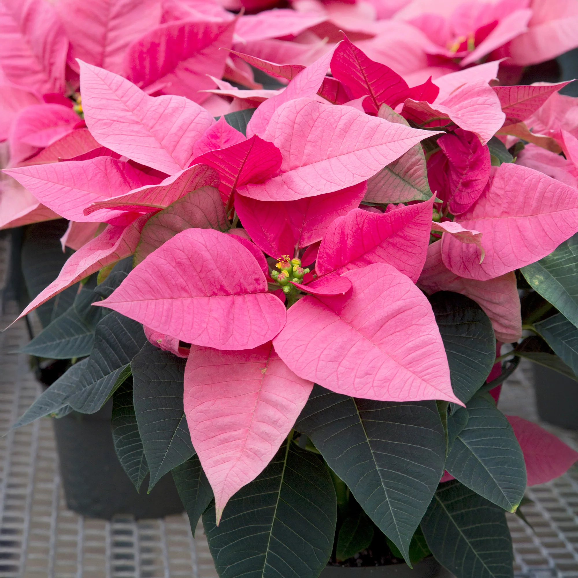 Rosa Poinsettia - Image 3