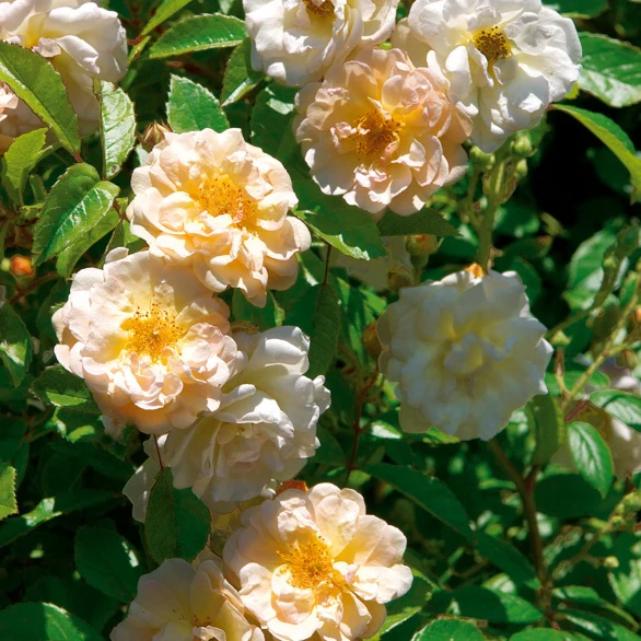 Rose ‘Ghislaine de Féligonde’