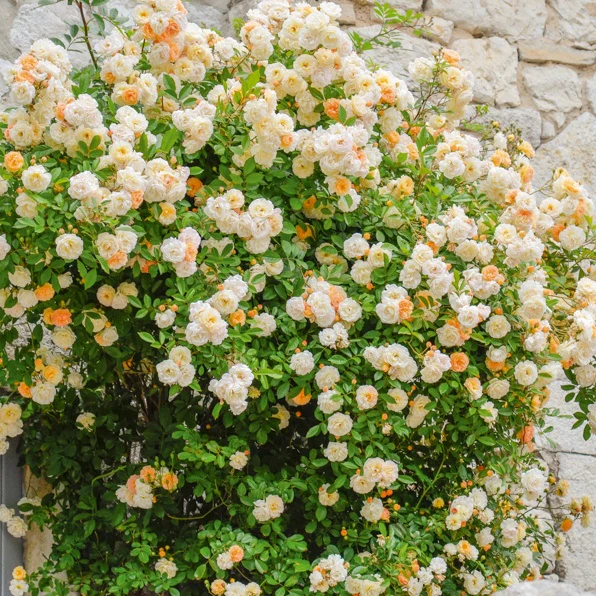 Rose ‘Ghislaine de Féligonde’ - Image 2