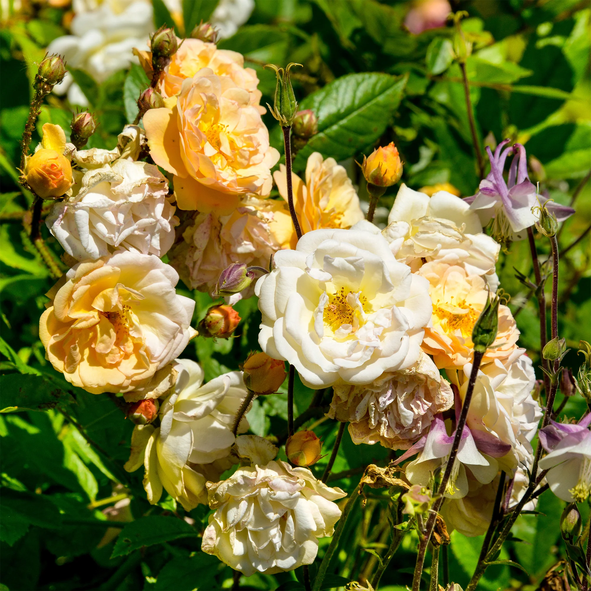 Rose ‘Ghislaine de Féligonde’ - Image 3
