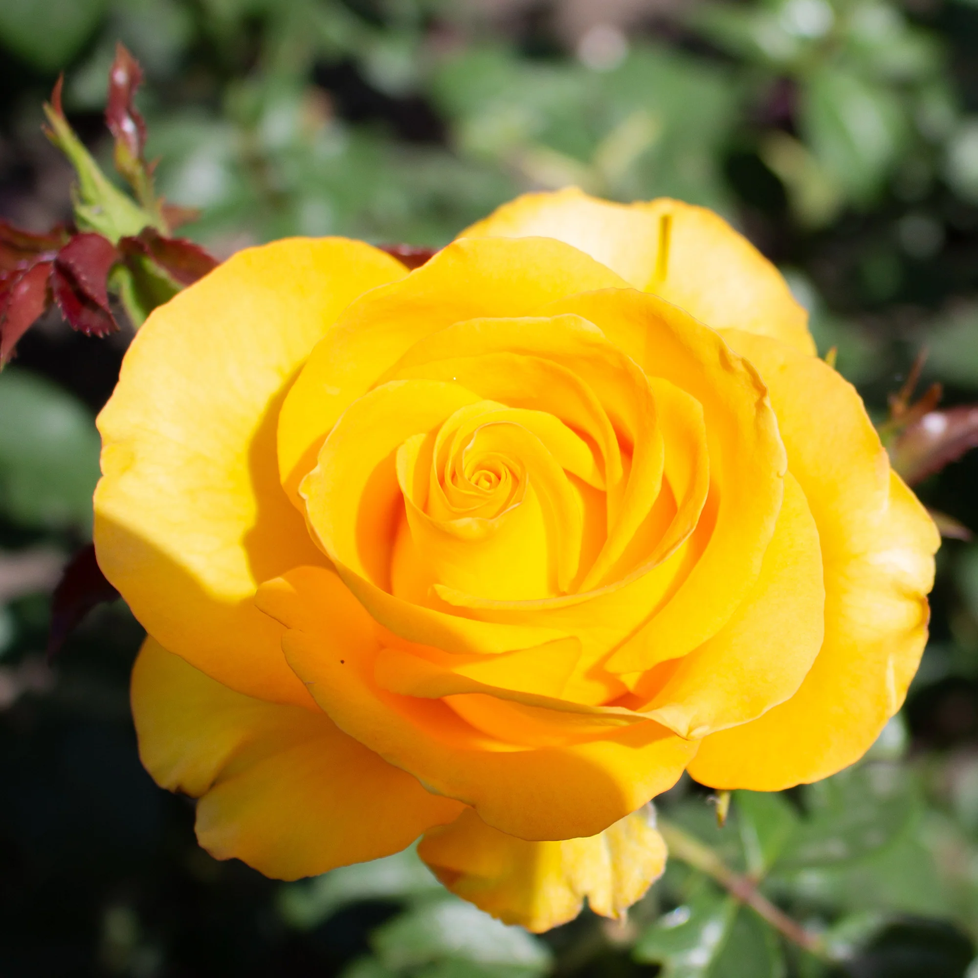 Rose ‘Hadangel’